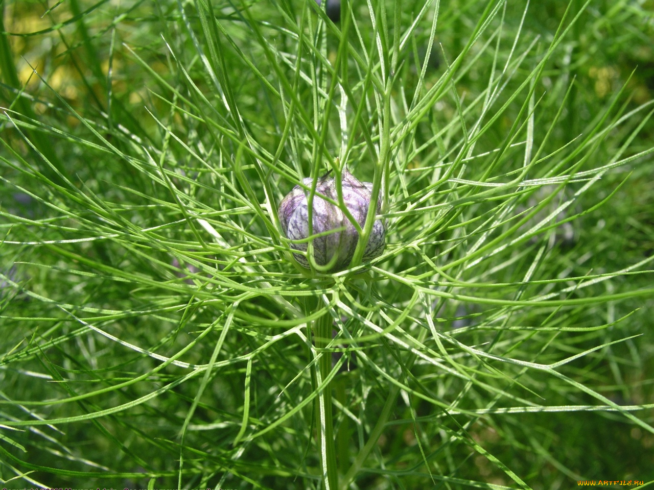 цветы, нигелла