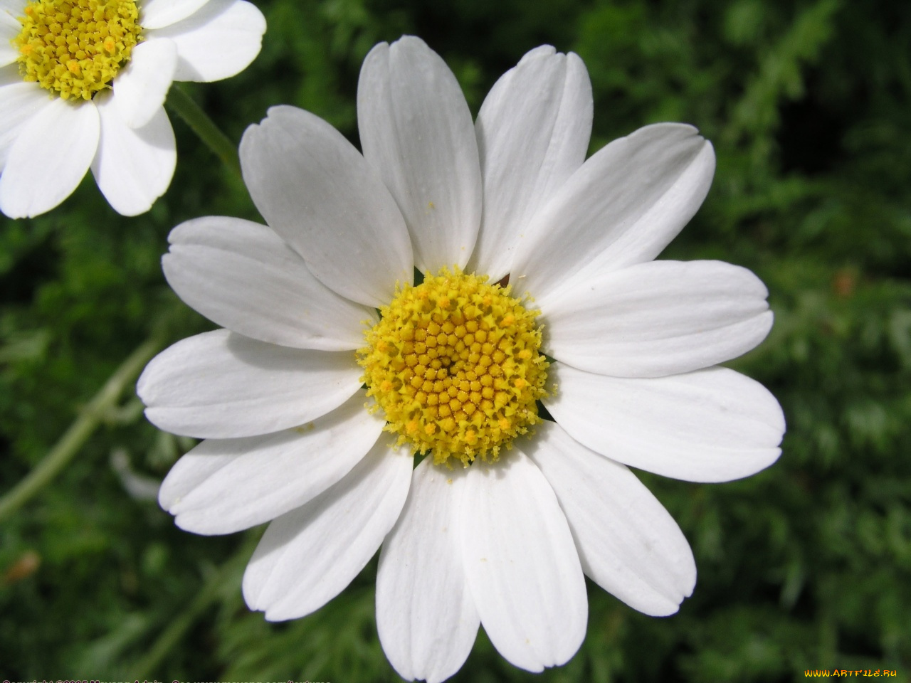 цветы, ромашки