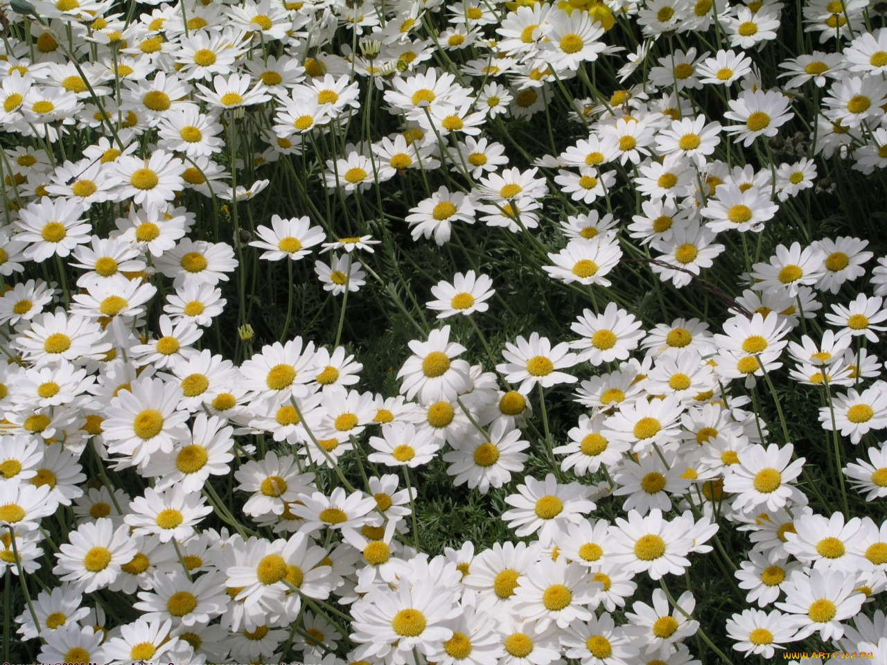 цветы, ромашки