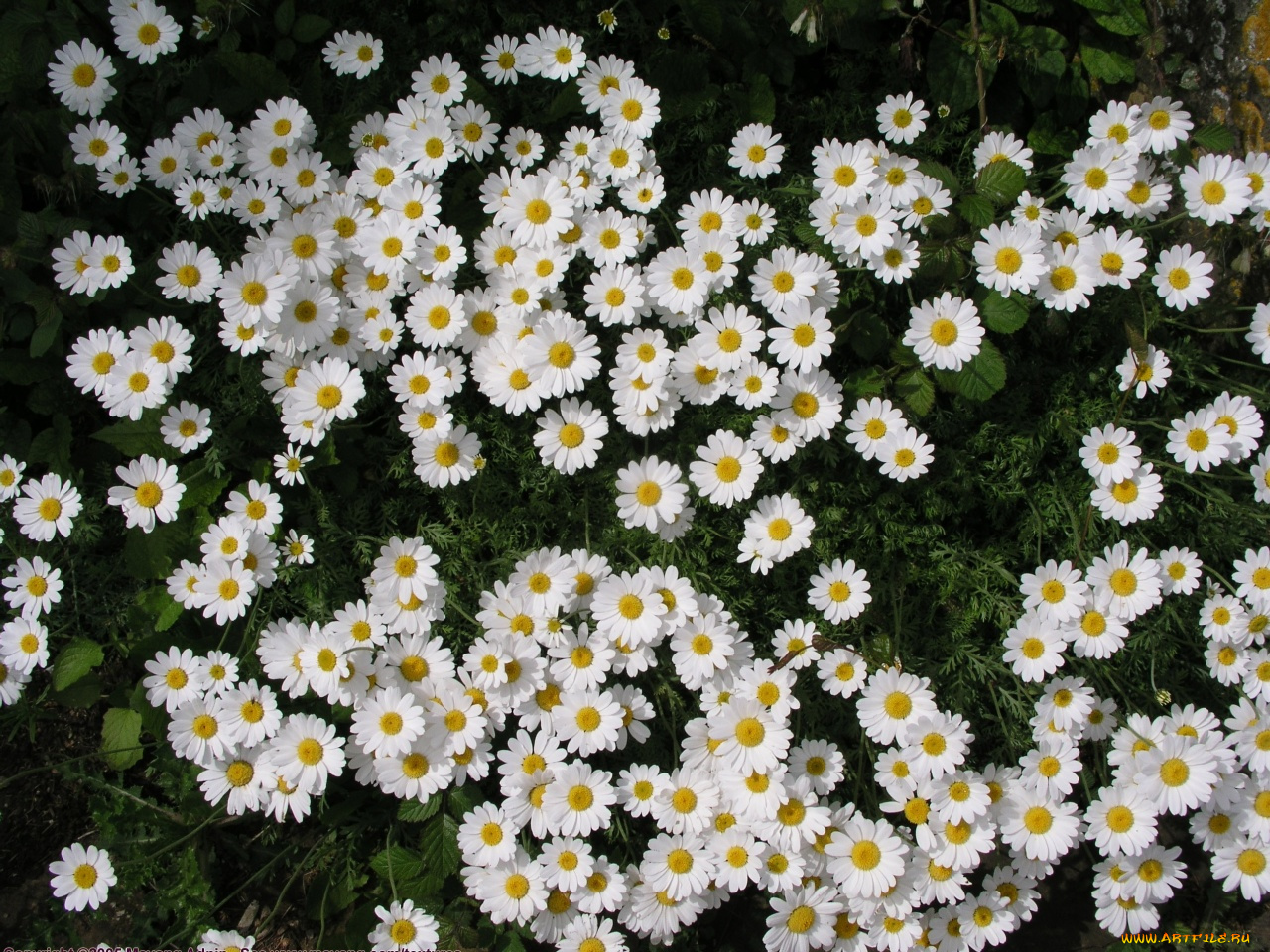цветы, ромашки