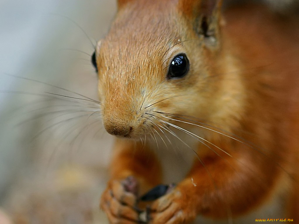 авт, romashkina, животные, белки