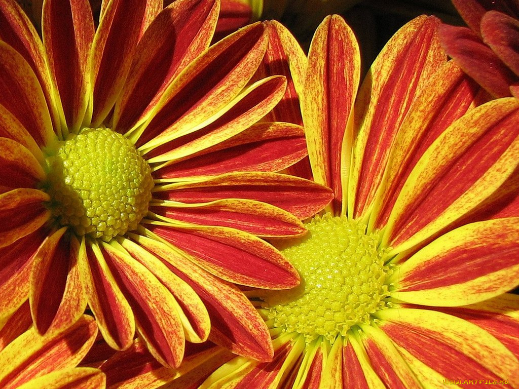 цветы, хризантемы