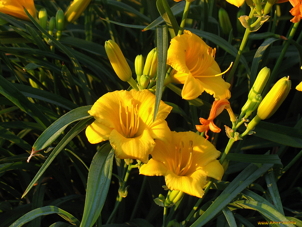 цветы, лилии, лилейники