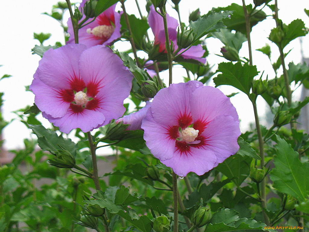 цветы, мальвы
