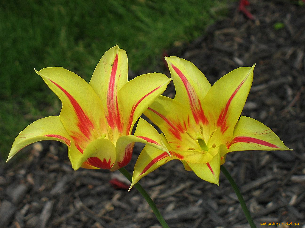 цветы, тюльпаны