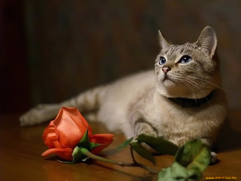 муравна, авт, tanay, животные, коты