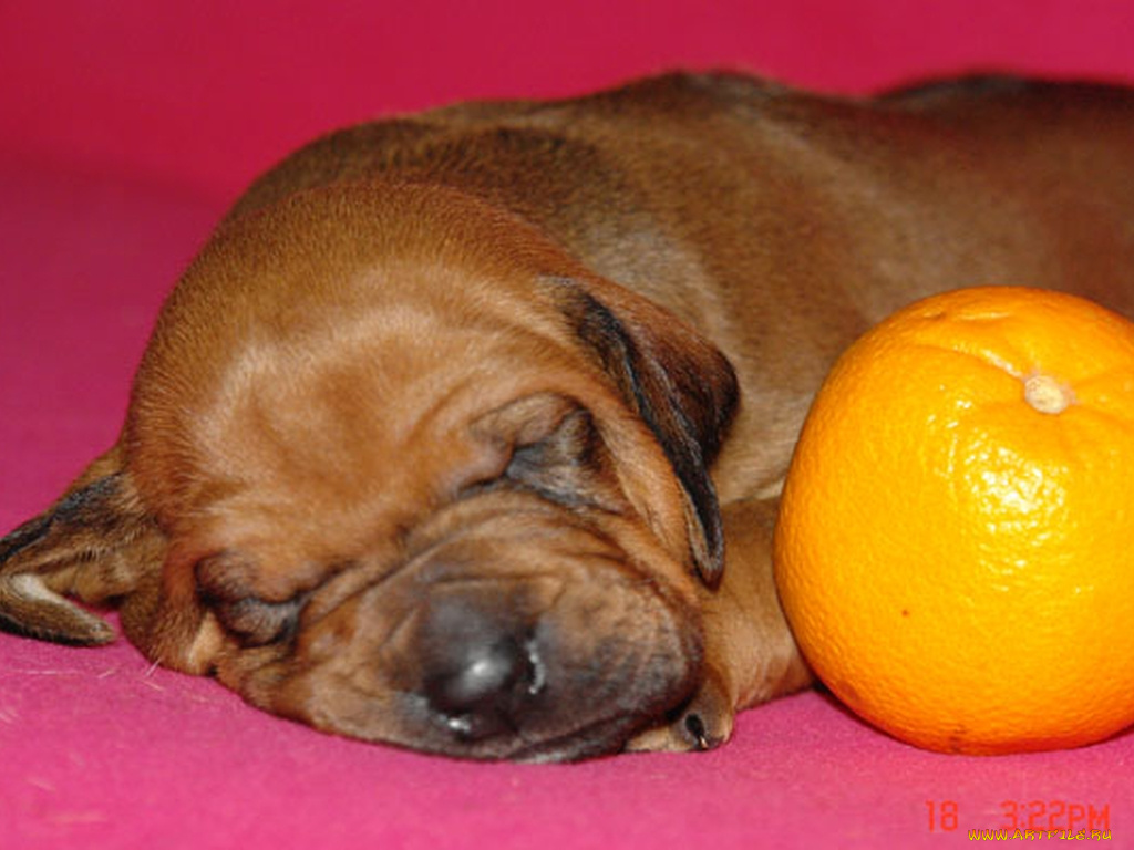 родезийский, риджбек, животные, собаки