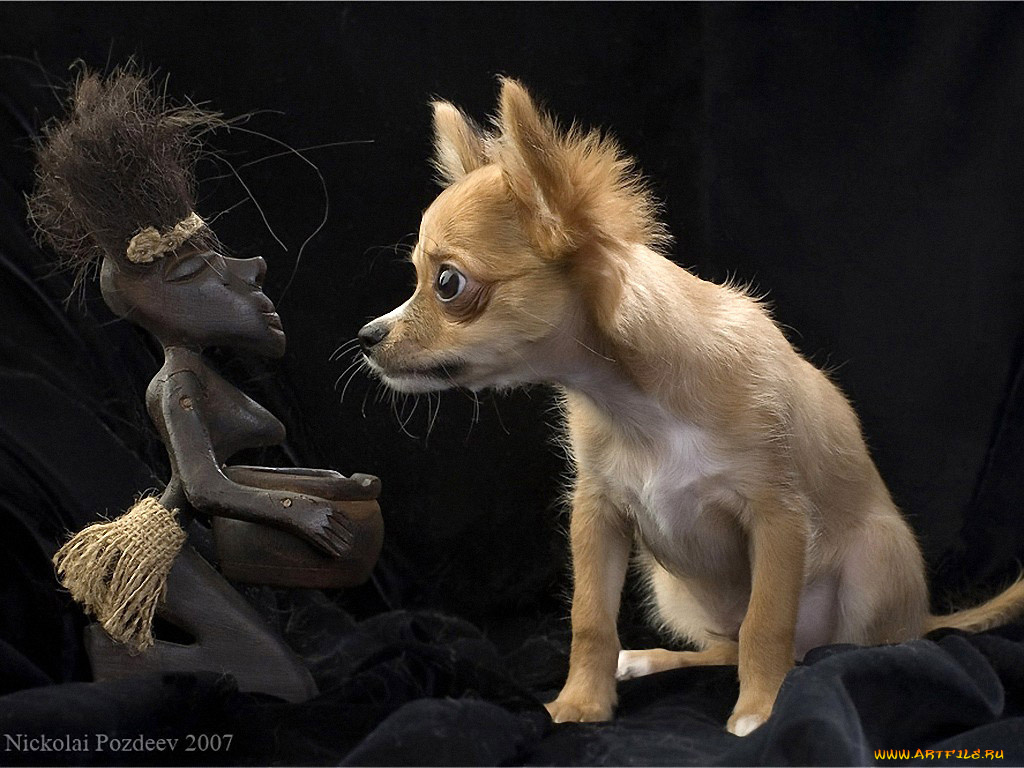 ты, чьих, будешь, авт, николай, поздеев, животные, собаки