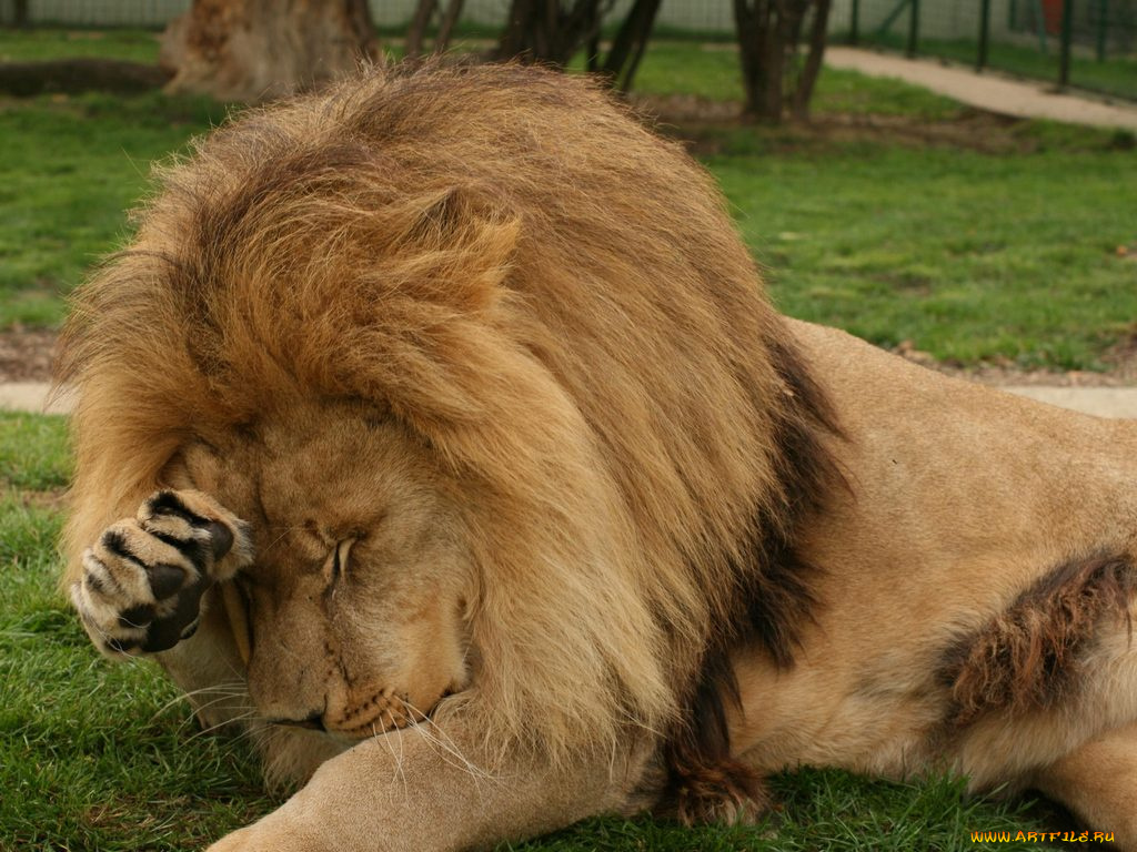 животные, львы
