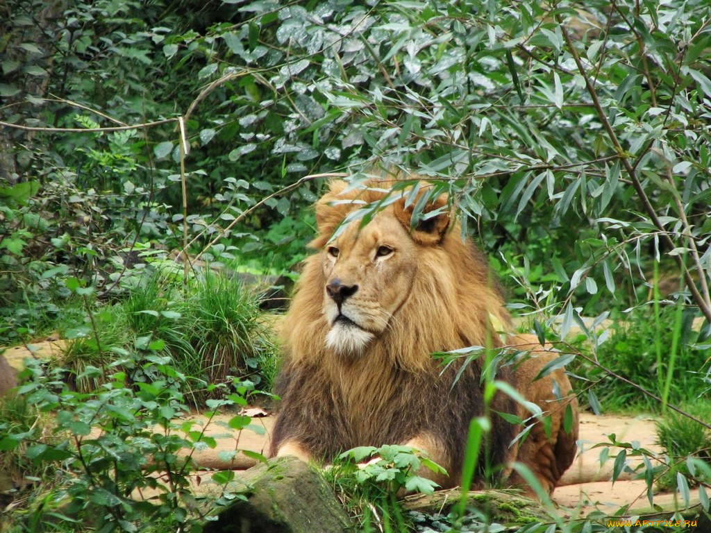 животные, львы