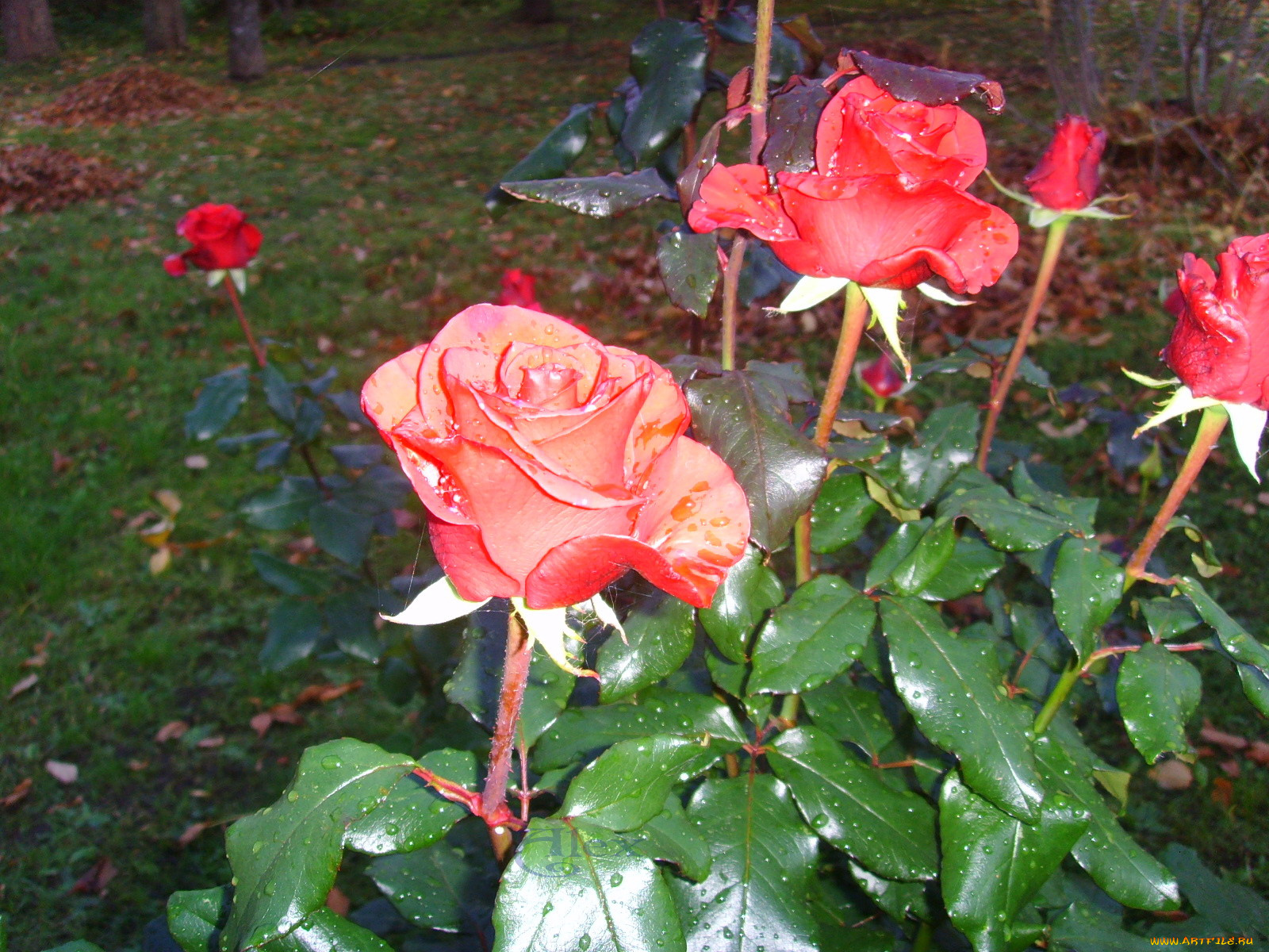 цветы, розы