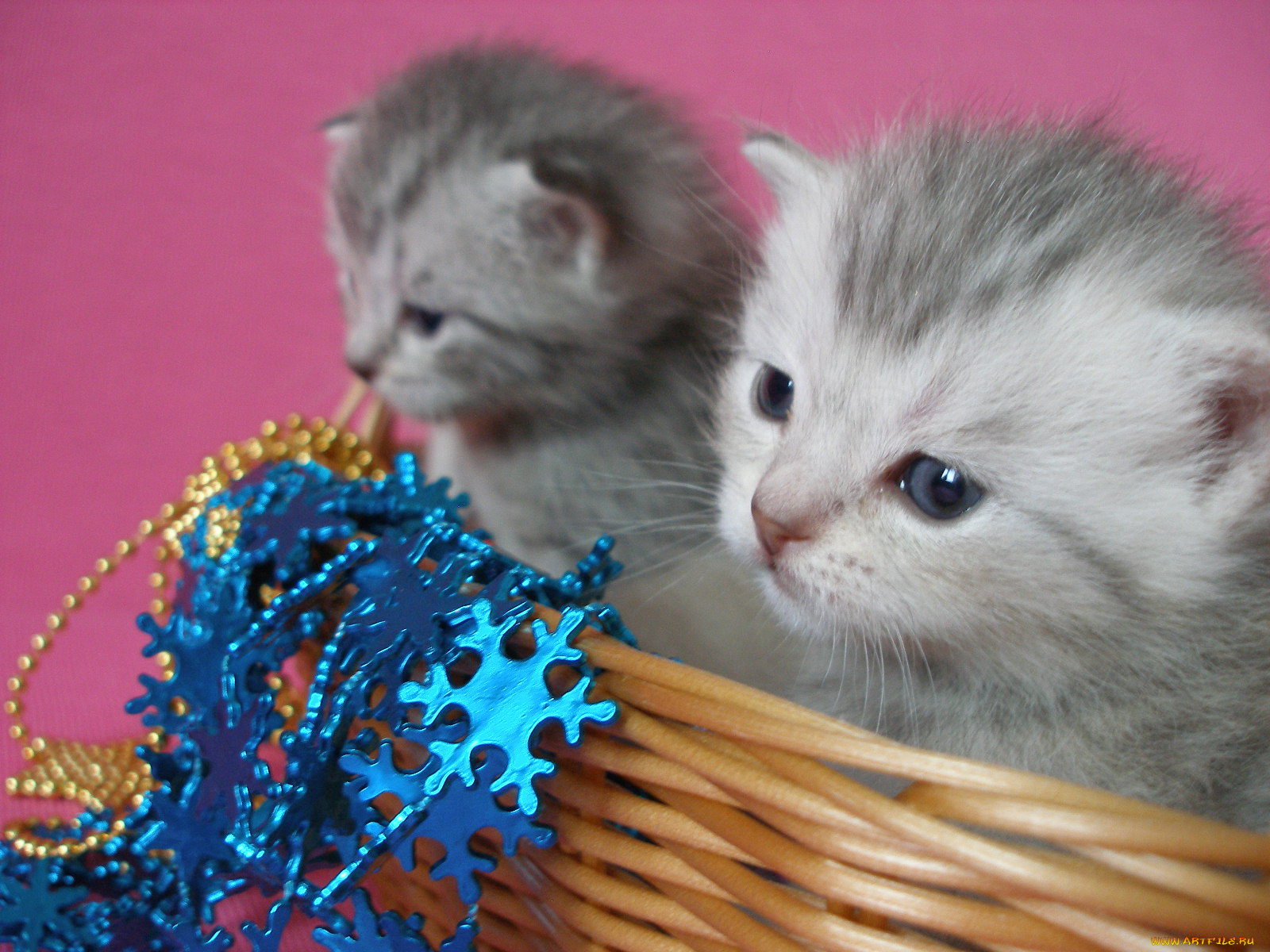 животные, коты