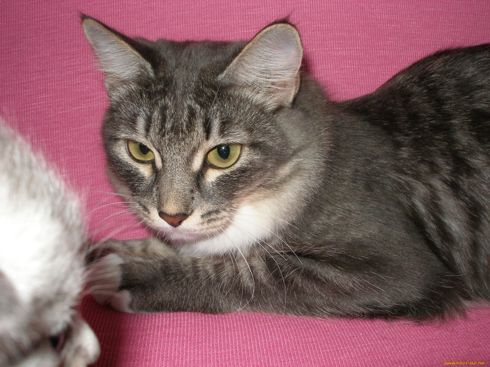 животные, коты