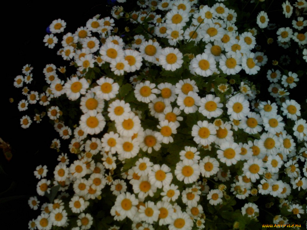 цветы, ромашки