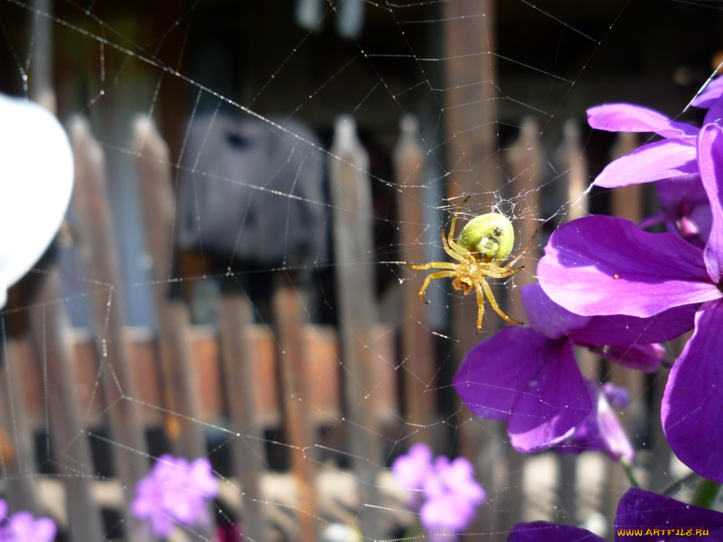 паук, животные, пауки