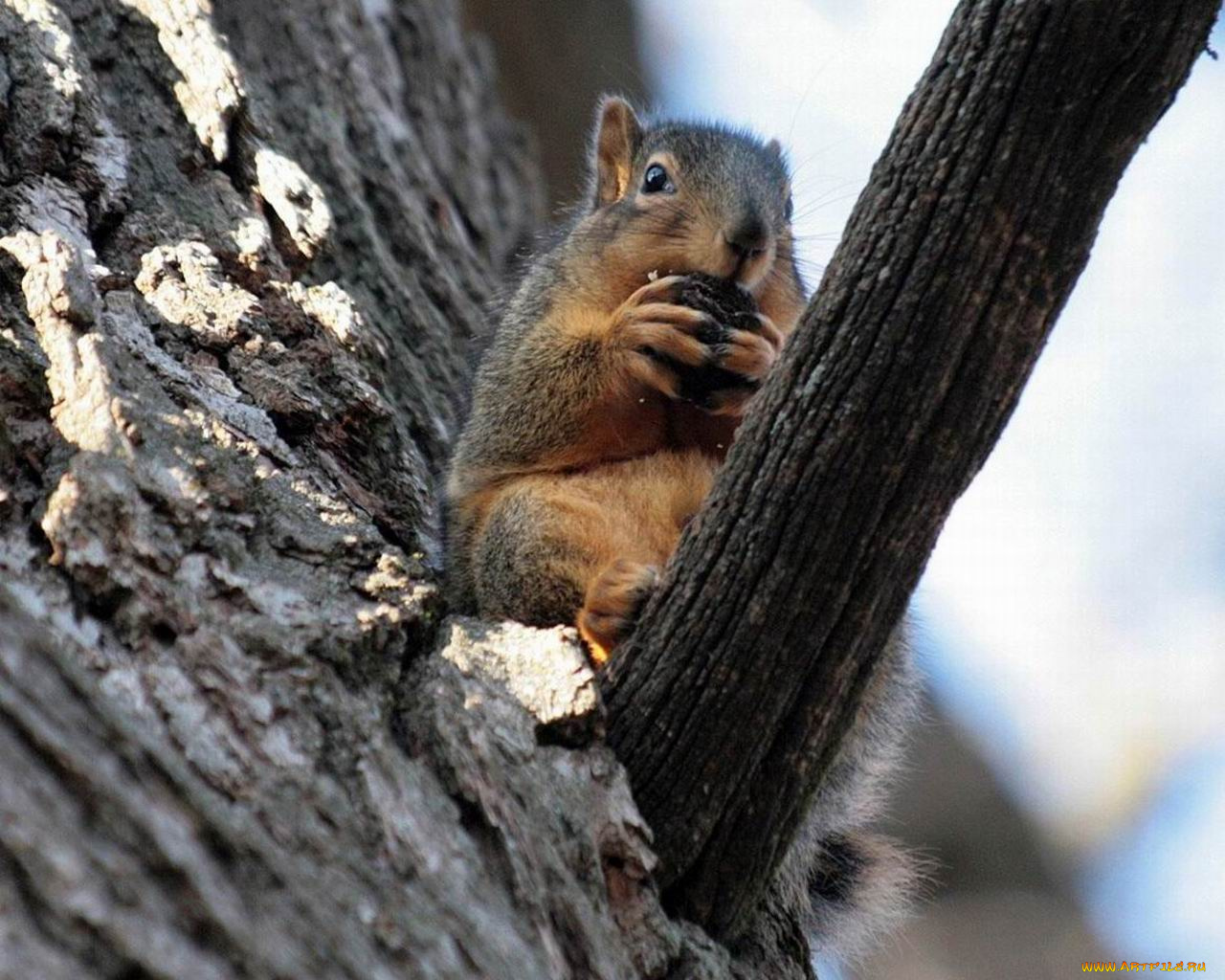 животные, белки