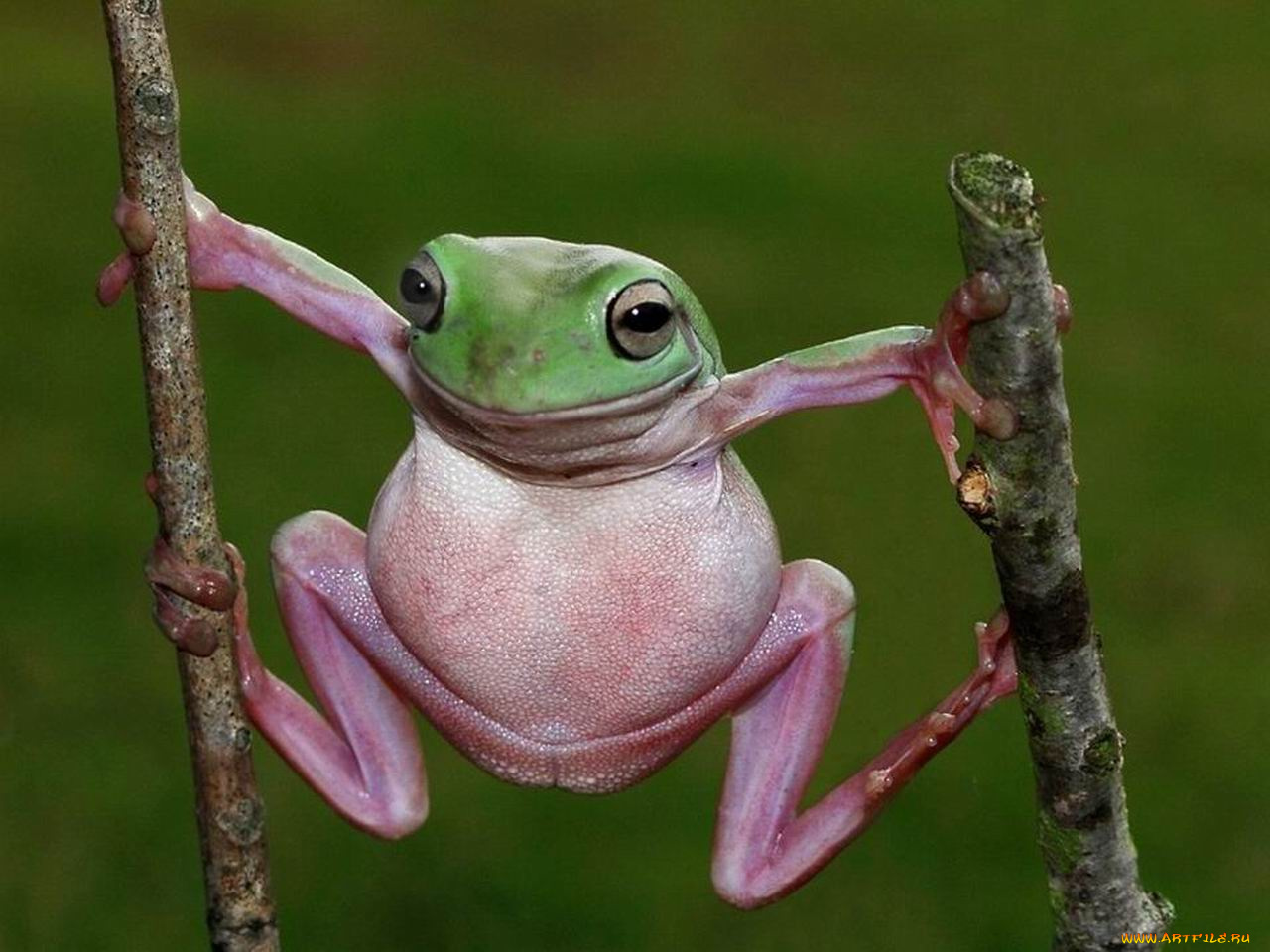 животные, лягушки