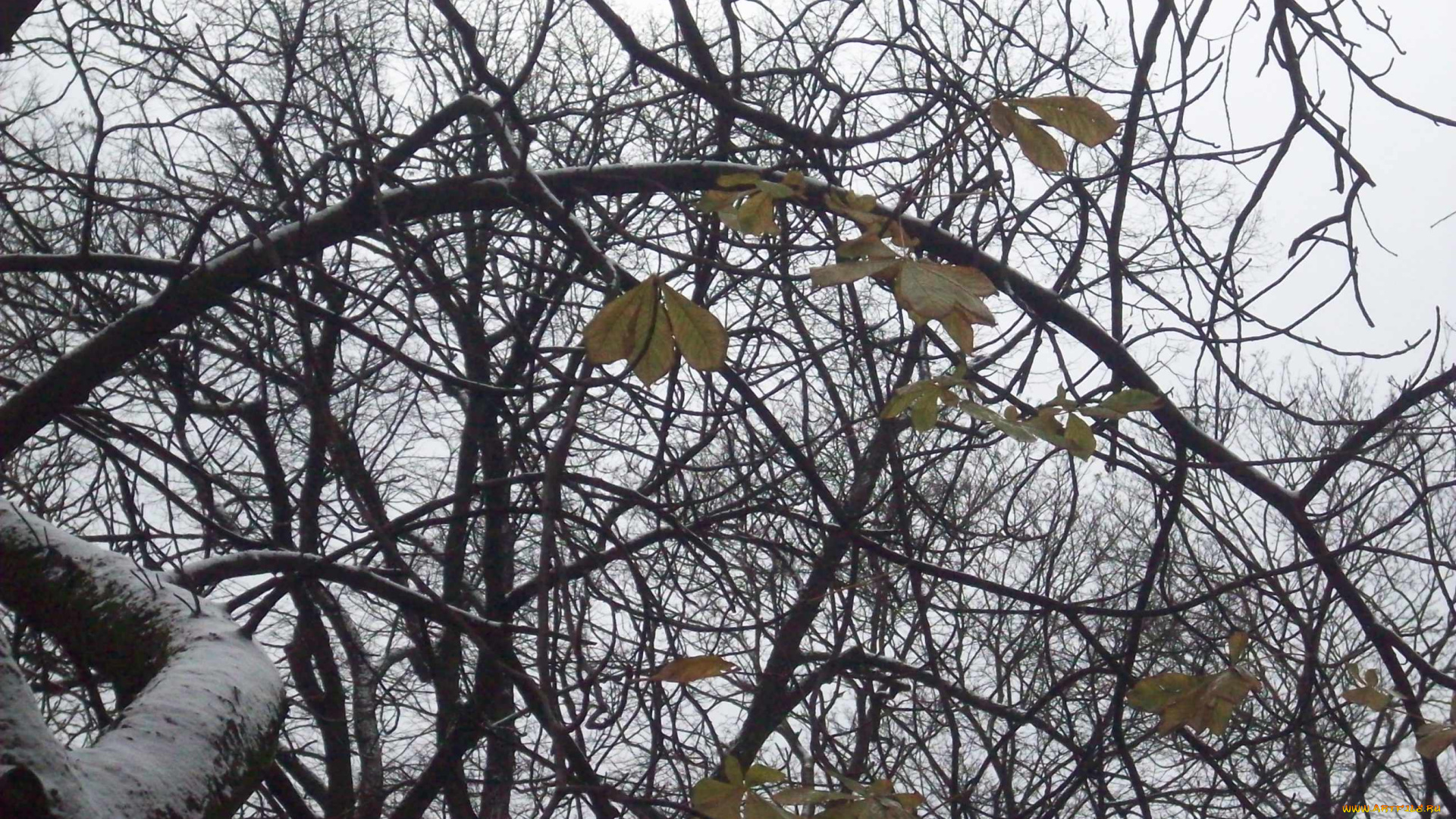 последние, листья, природа