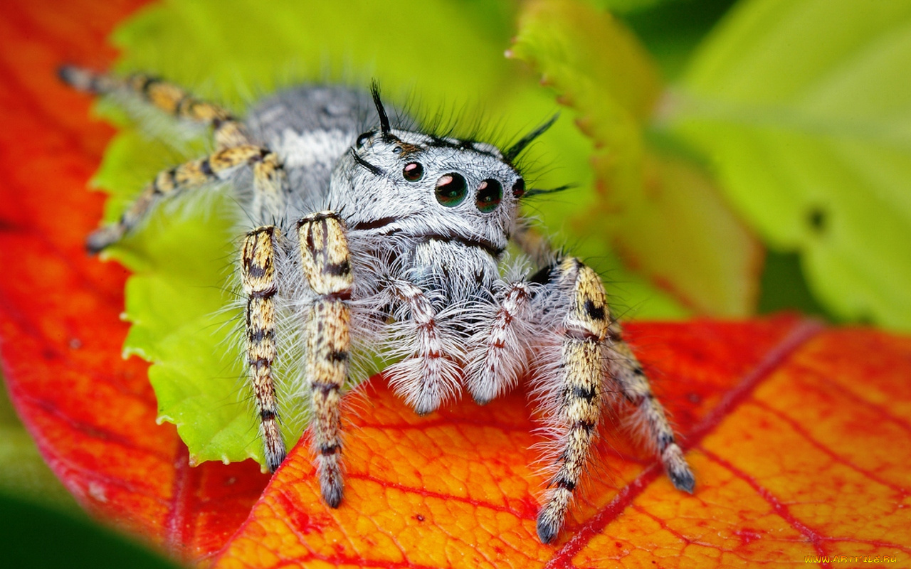 животные, пауки