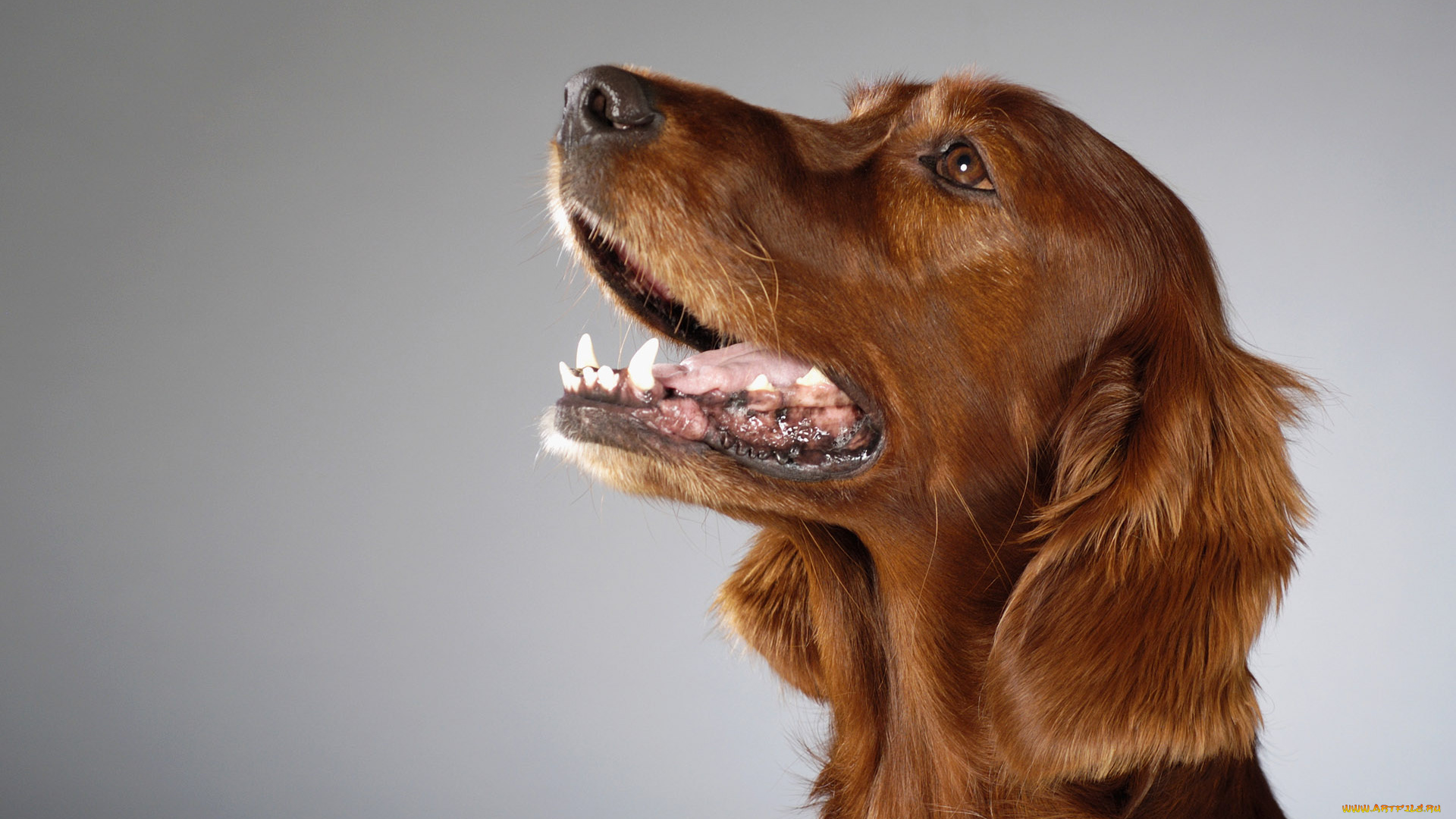 животные, собаки