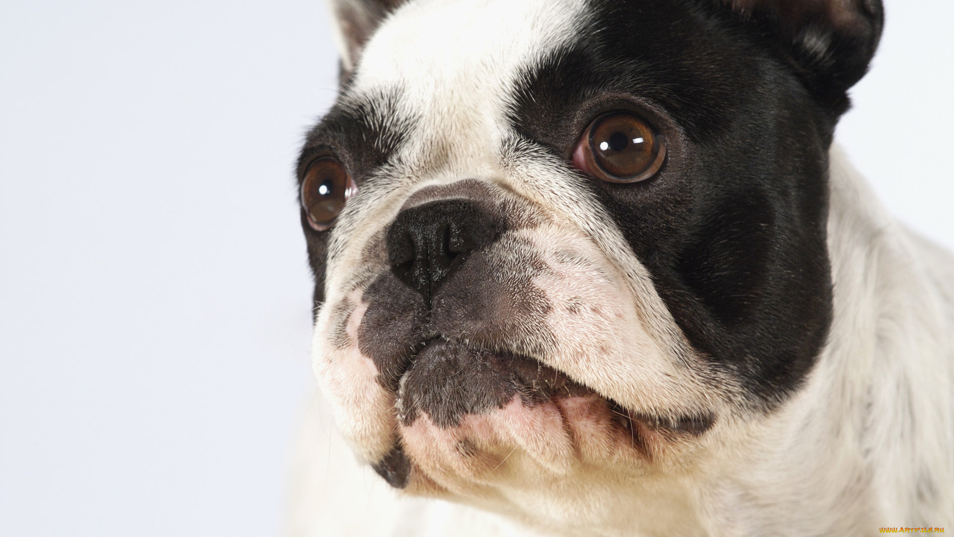 животные, собаки