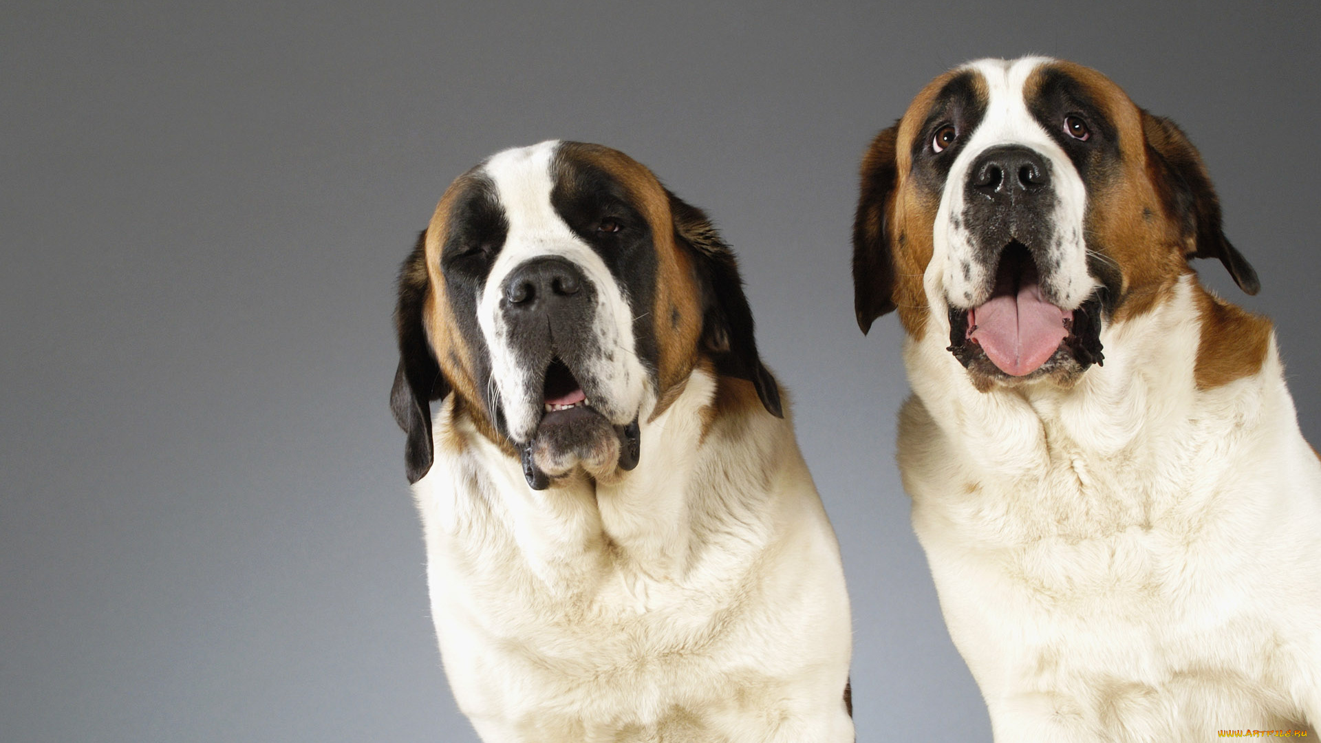 животные, собаки