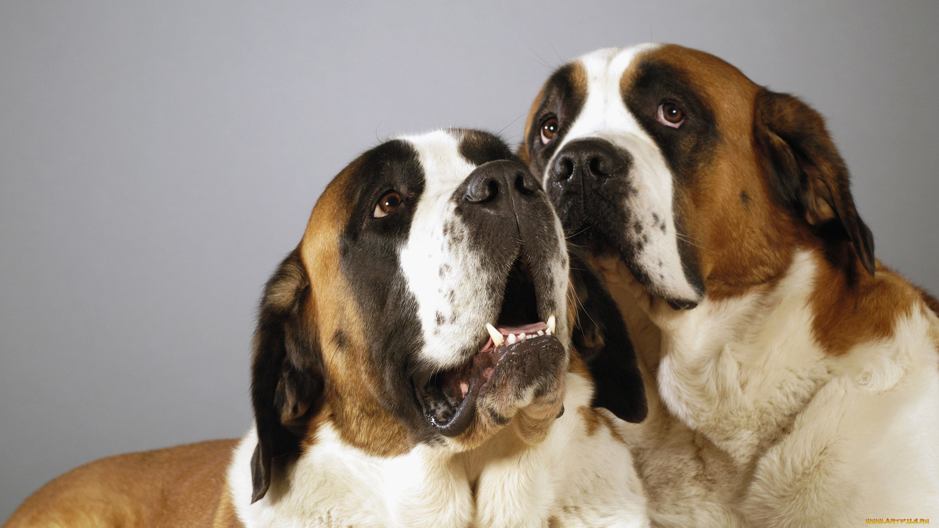 животные, собаки