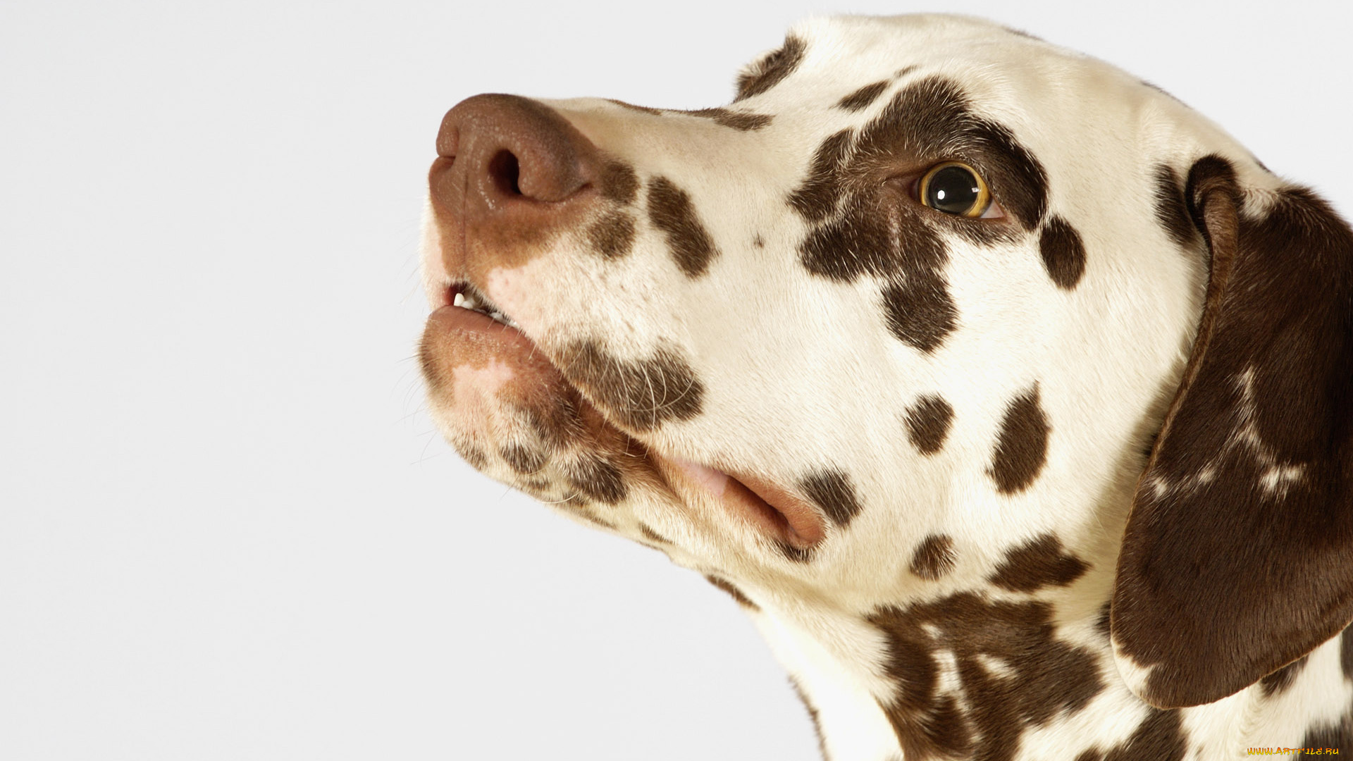 животные, собаки