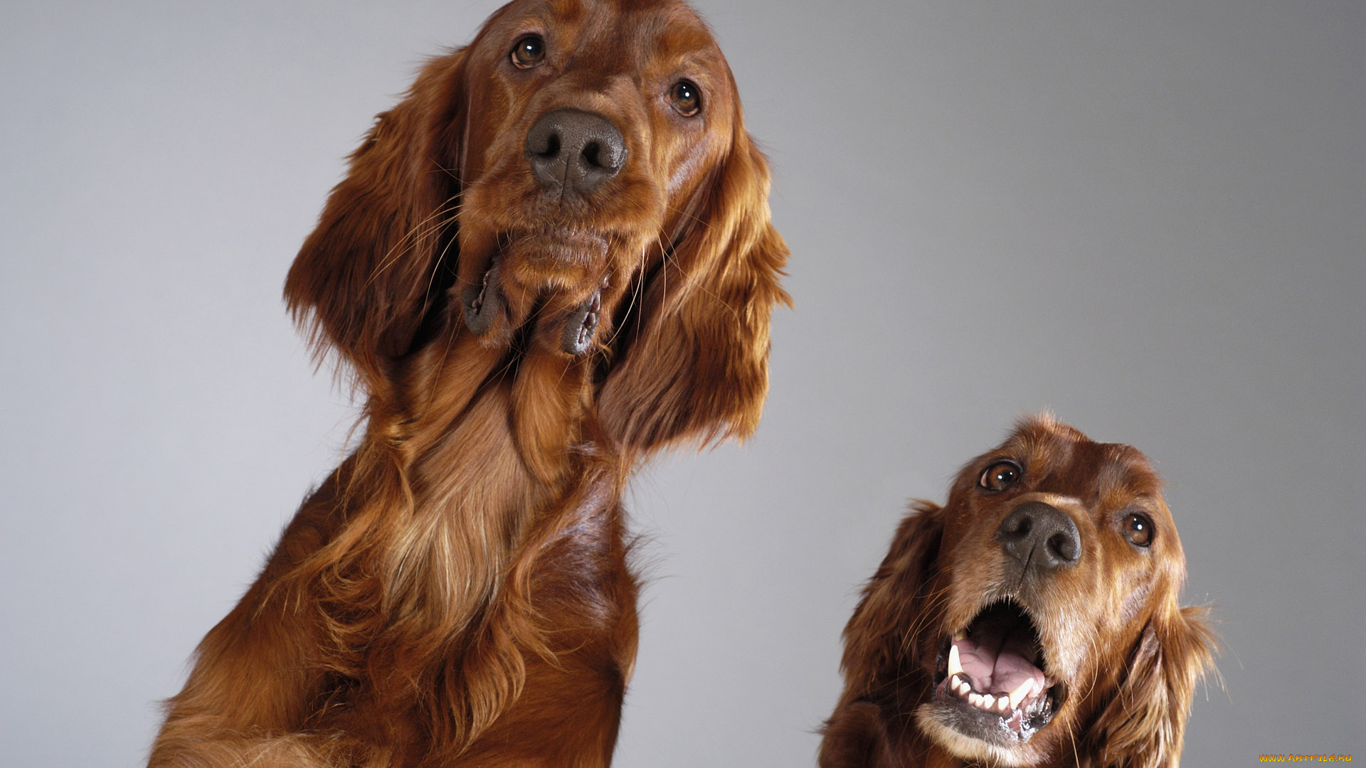 животные, собаки