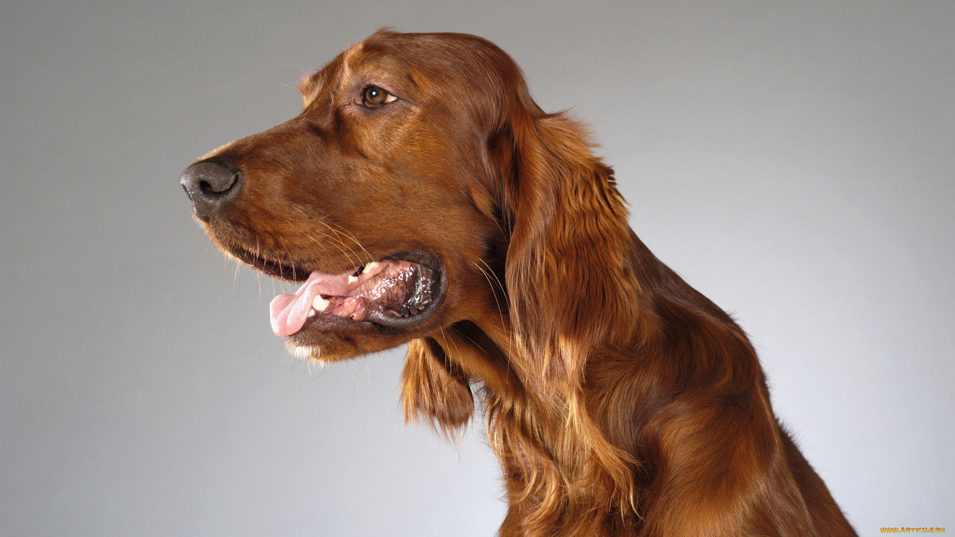 животные, собаки