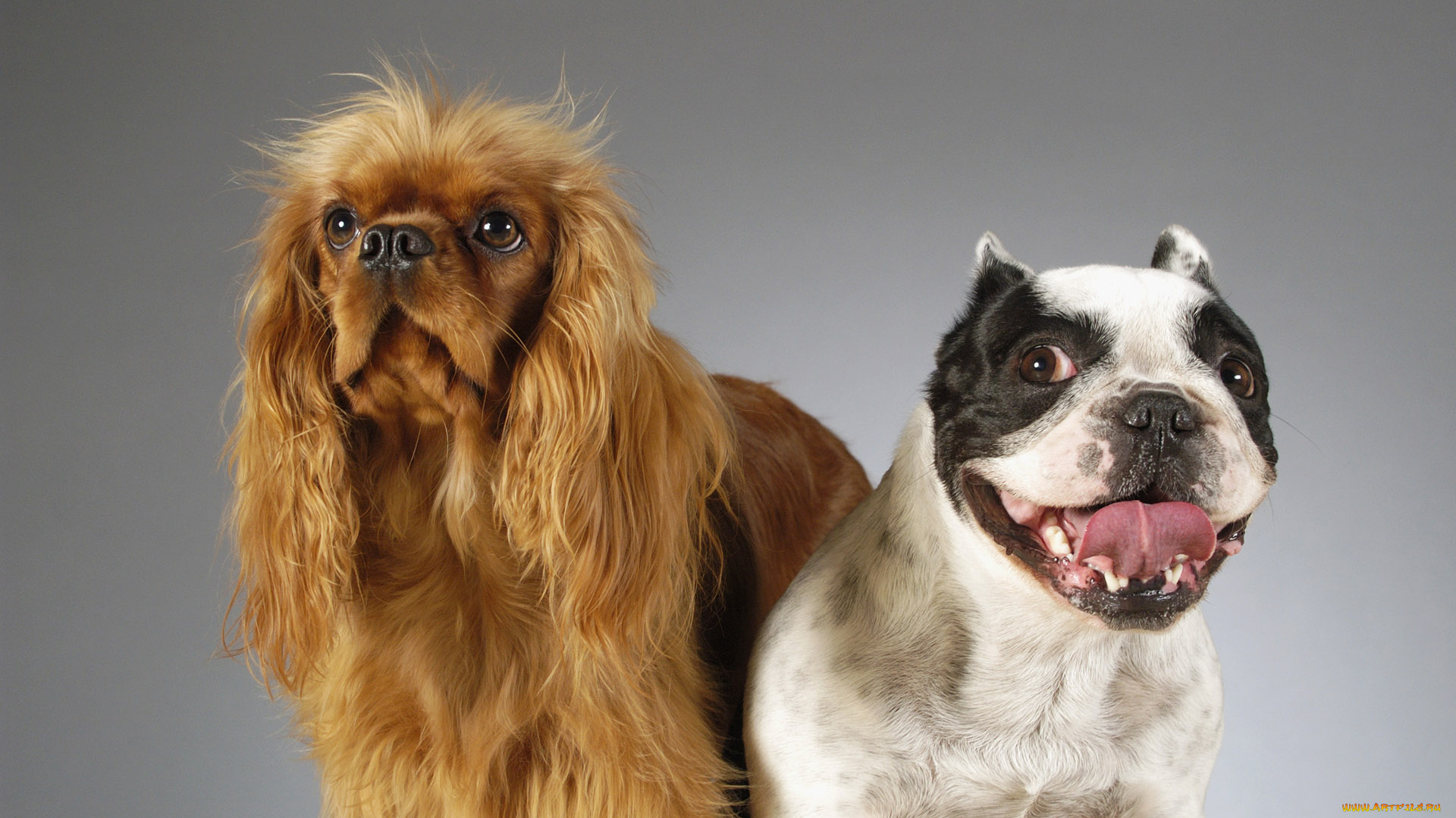 животные, собаки