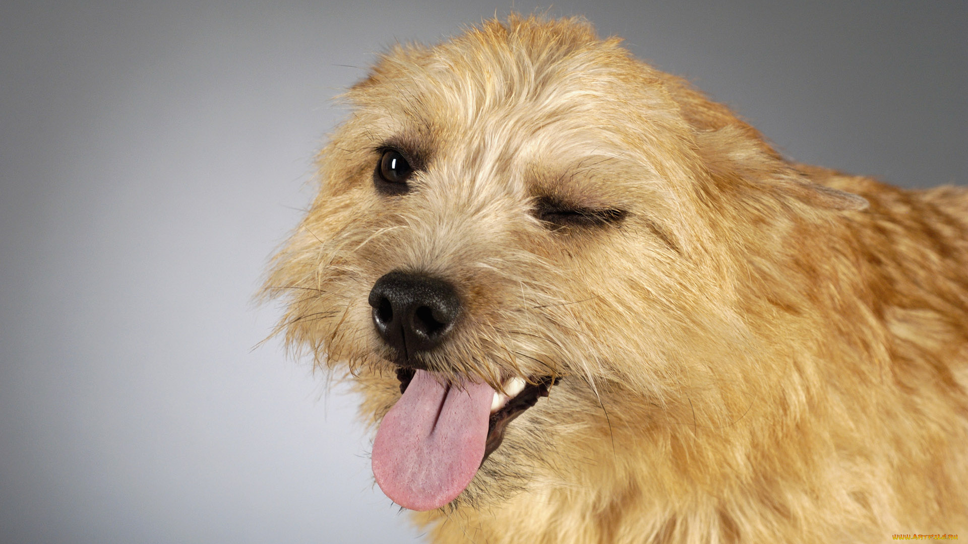 животные, собаки