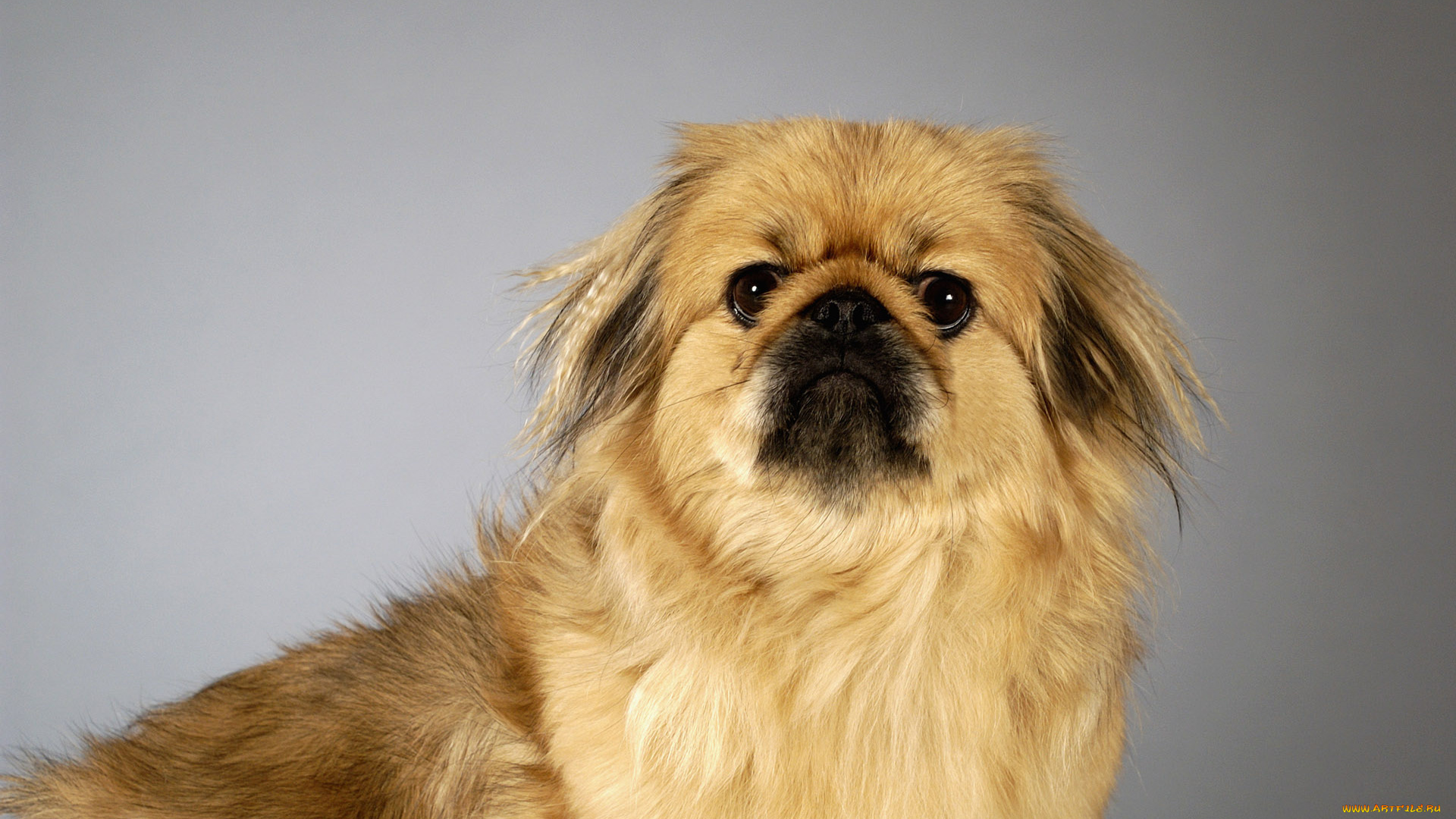 животные, собаки