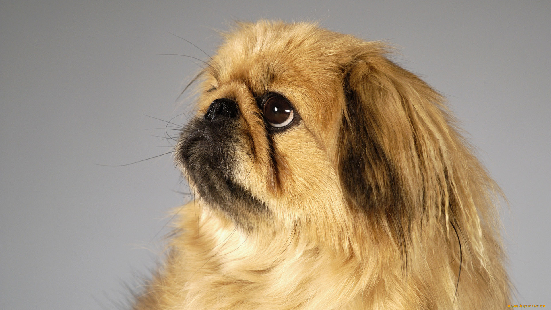 животные, собаки