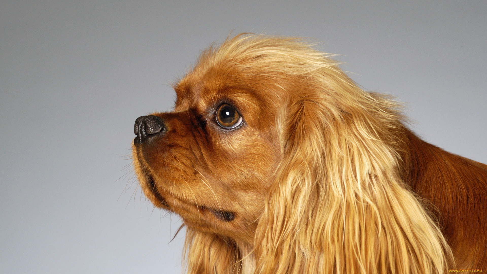 животные, собаки