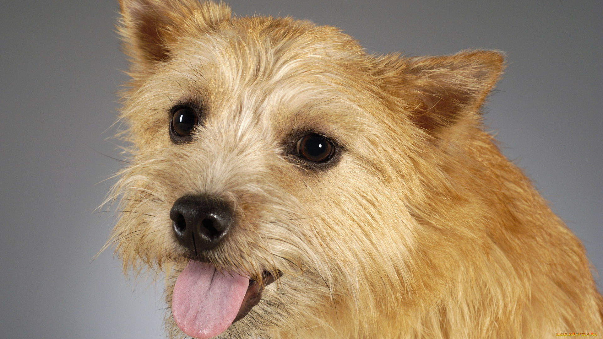 животные, собаки