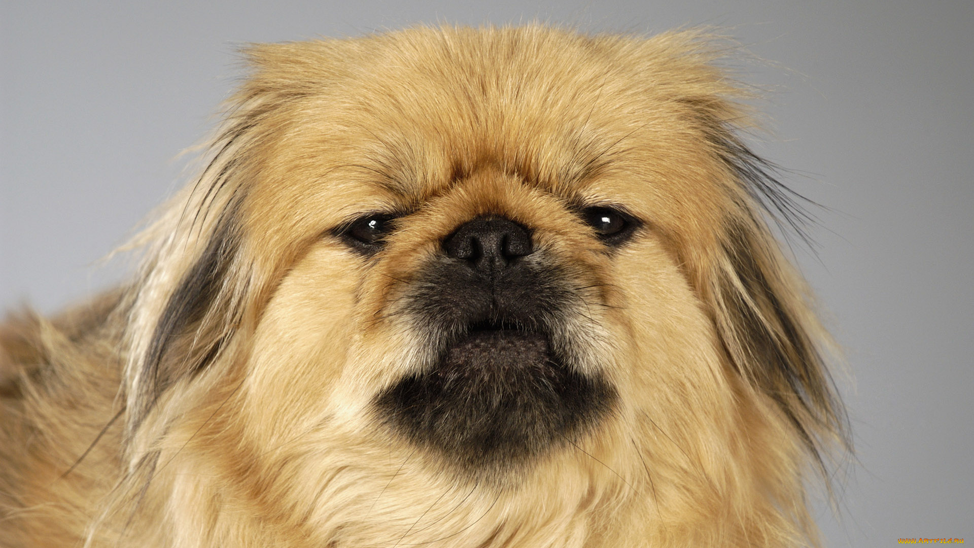 животные, собаки