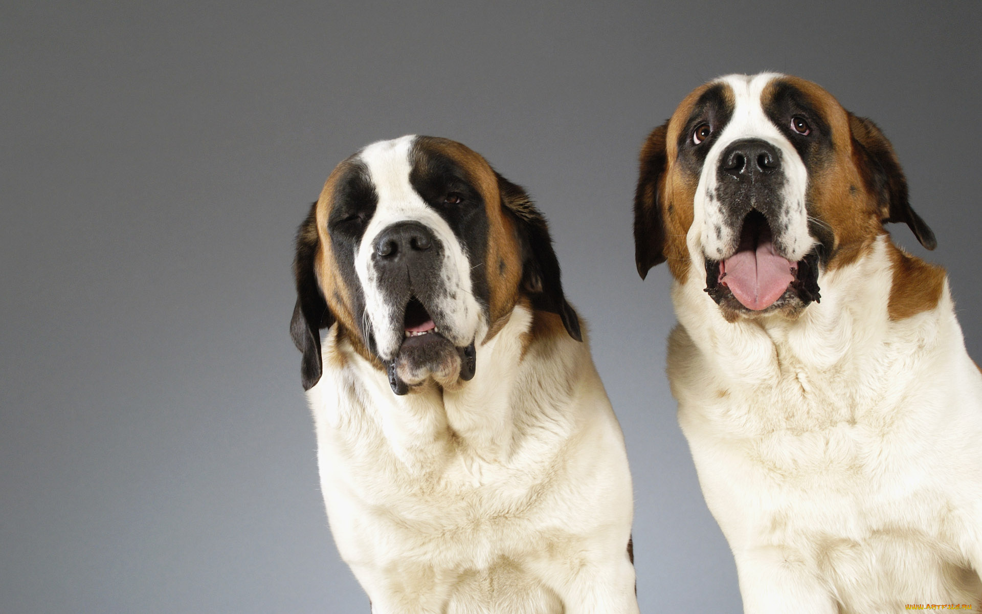 животные, собаки