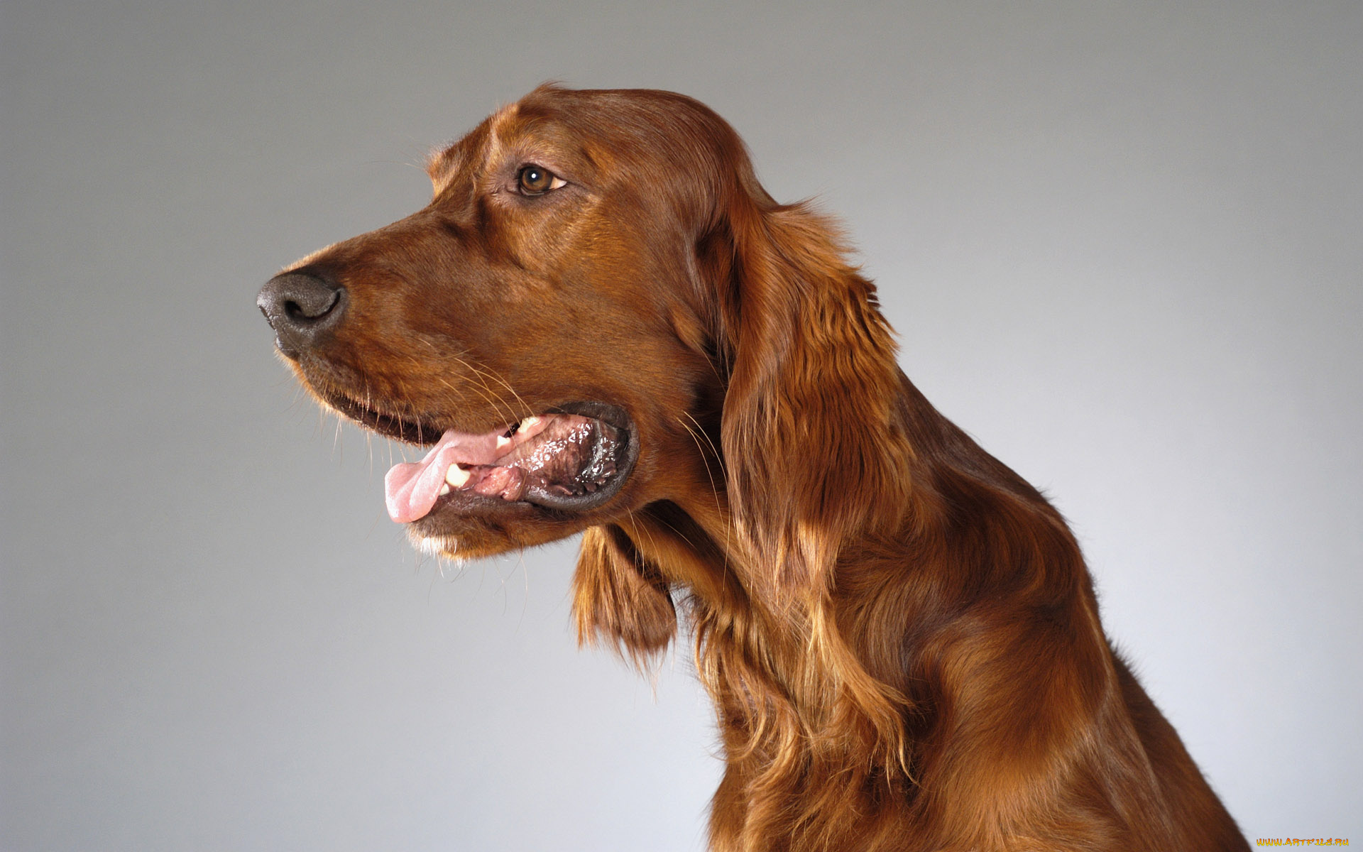 животные, собаки