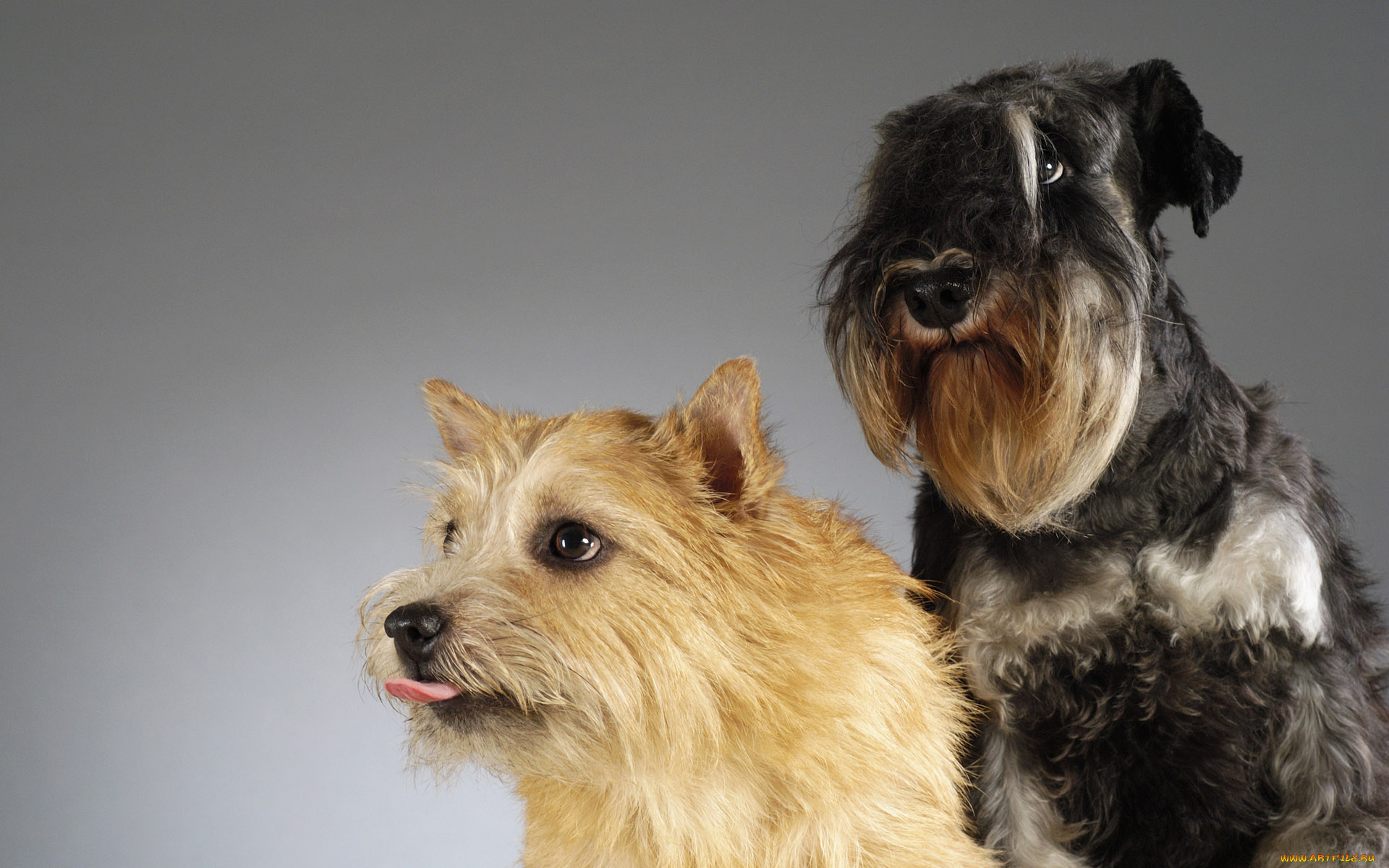 животные, собаки