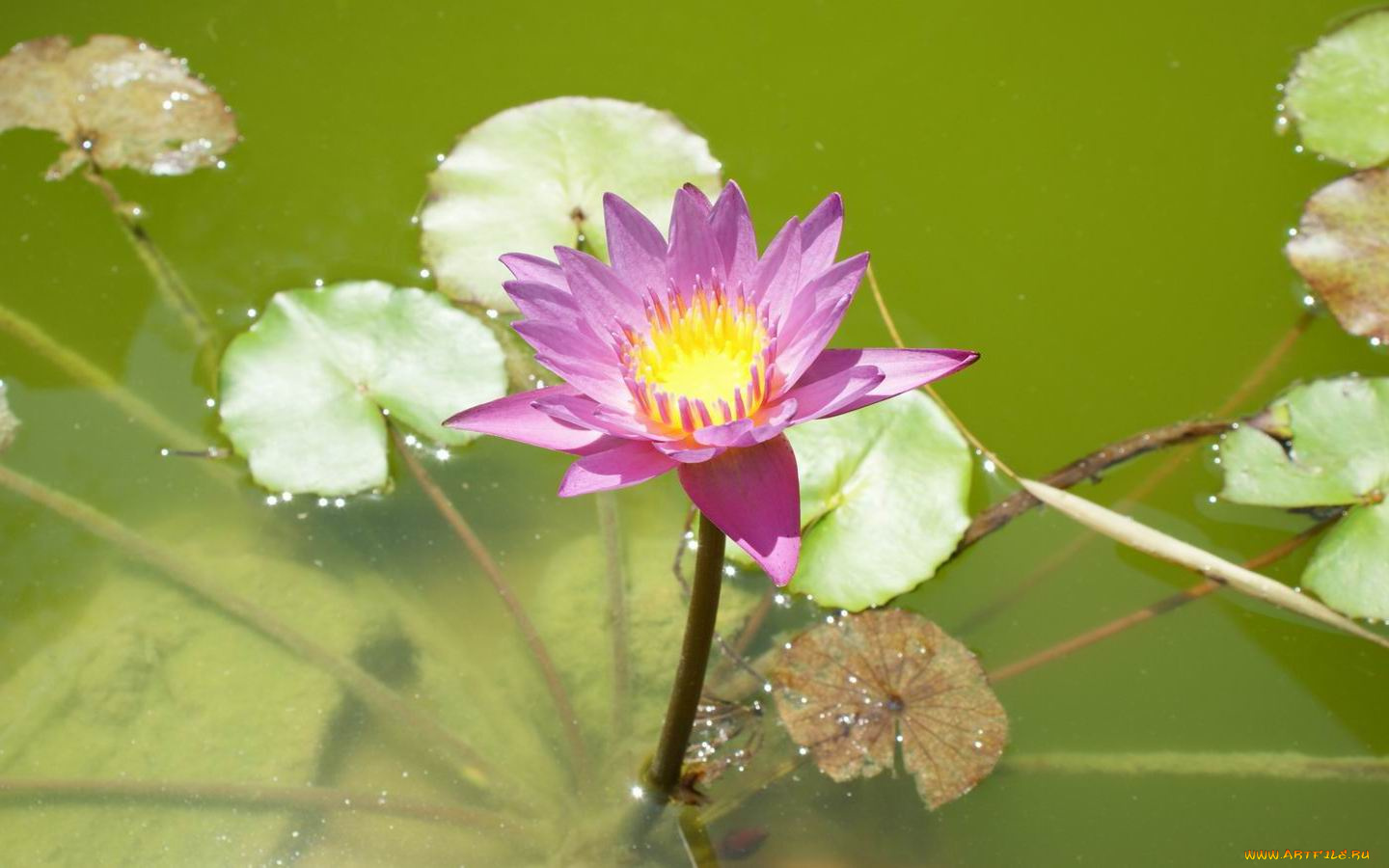 лотос, цветы, лилии, водяные, нимфеи, кувшинки