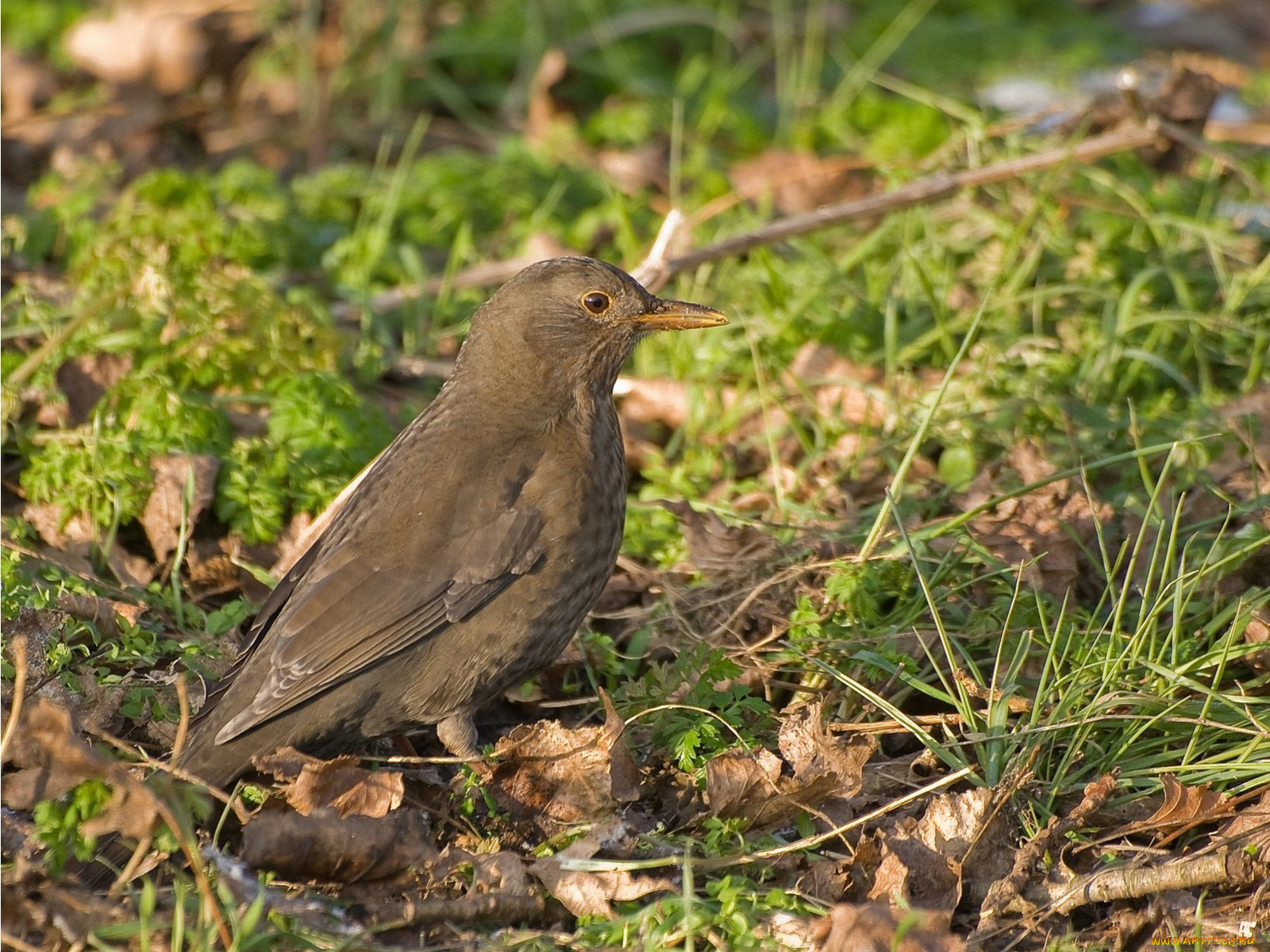 животные, птицы