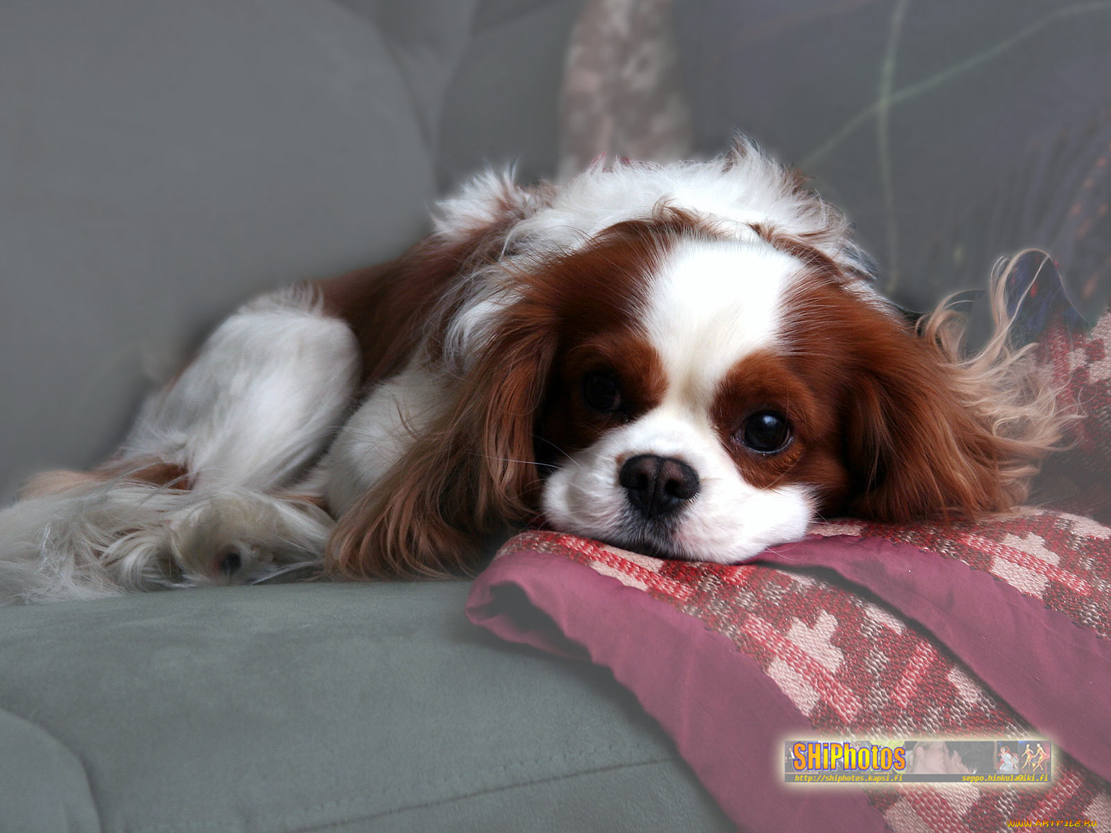 животные, собаки