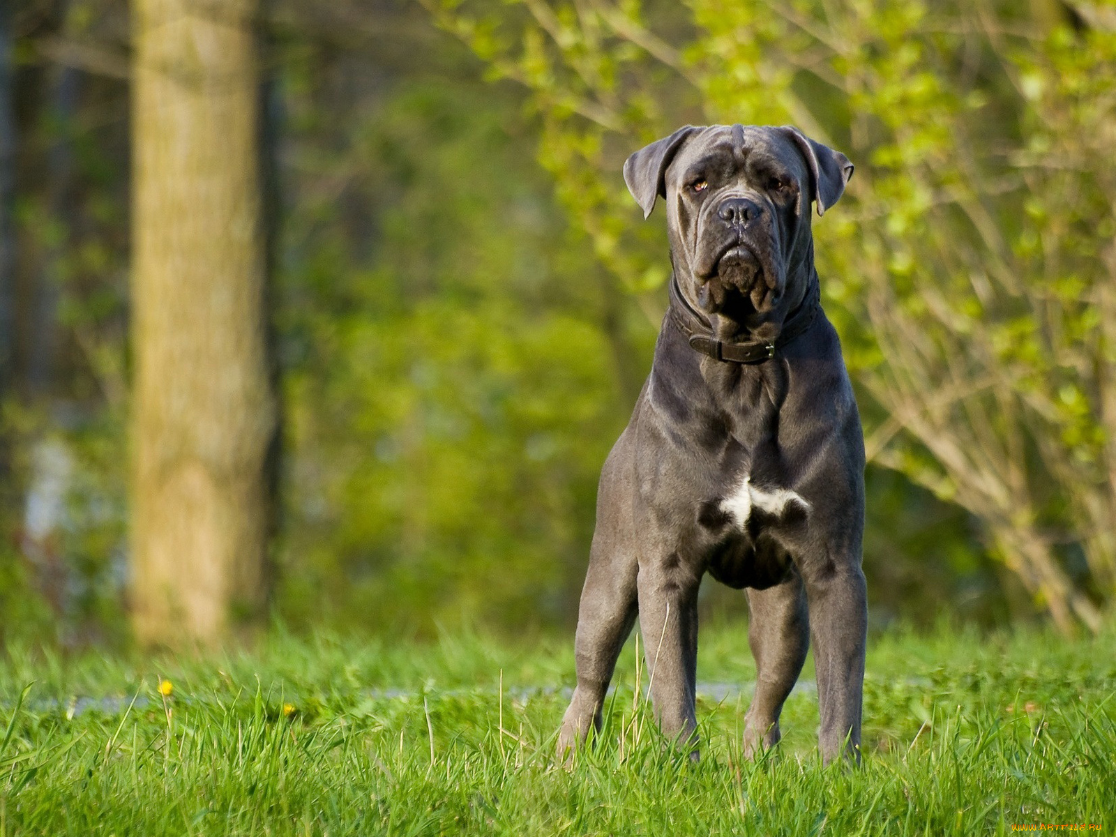 животные, собаки