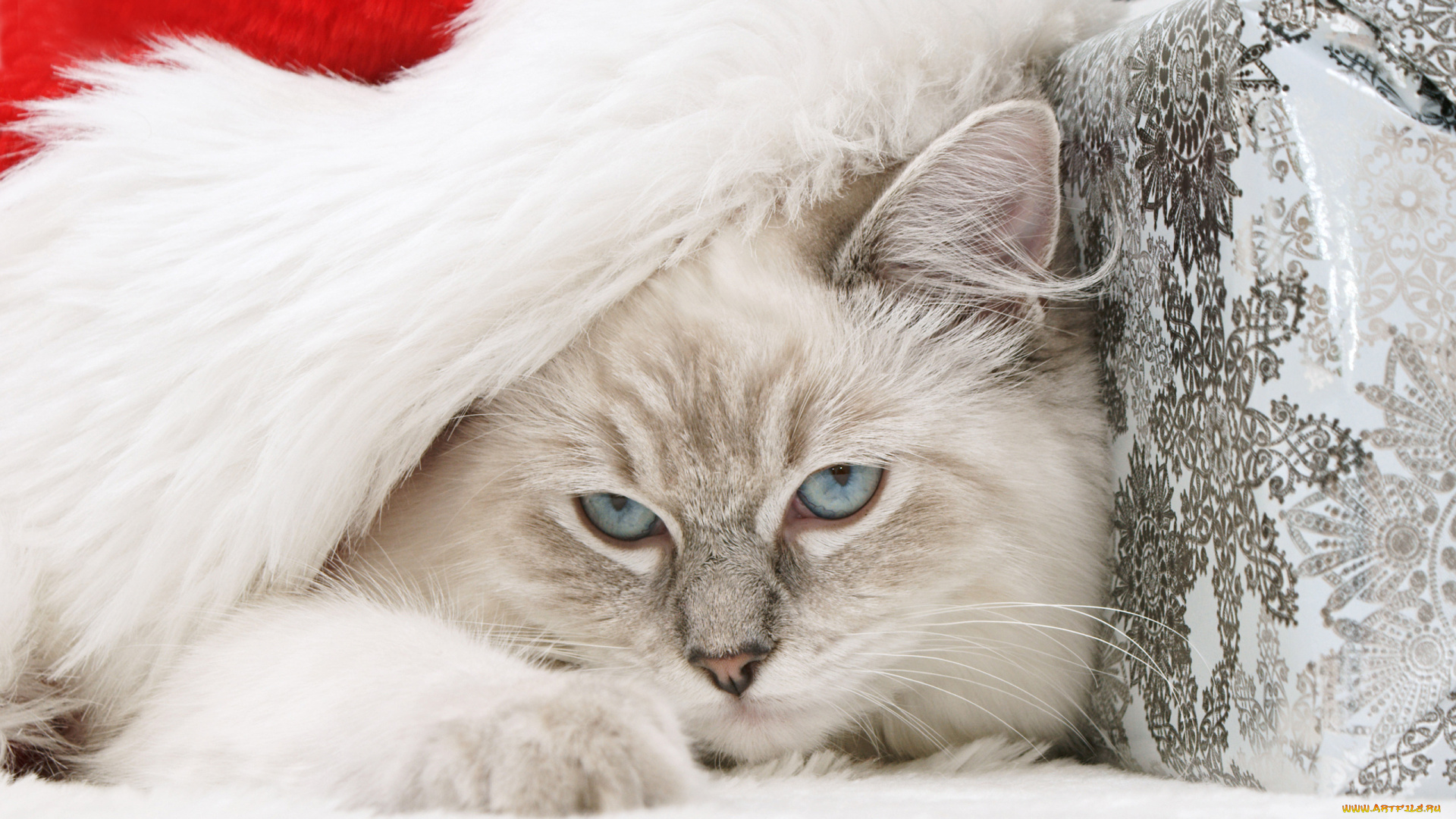 животные, коты