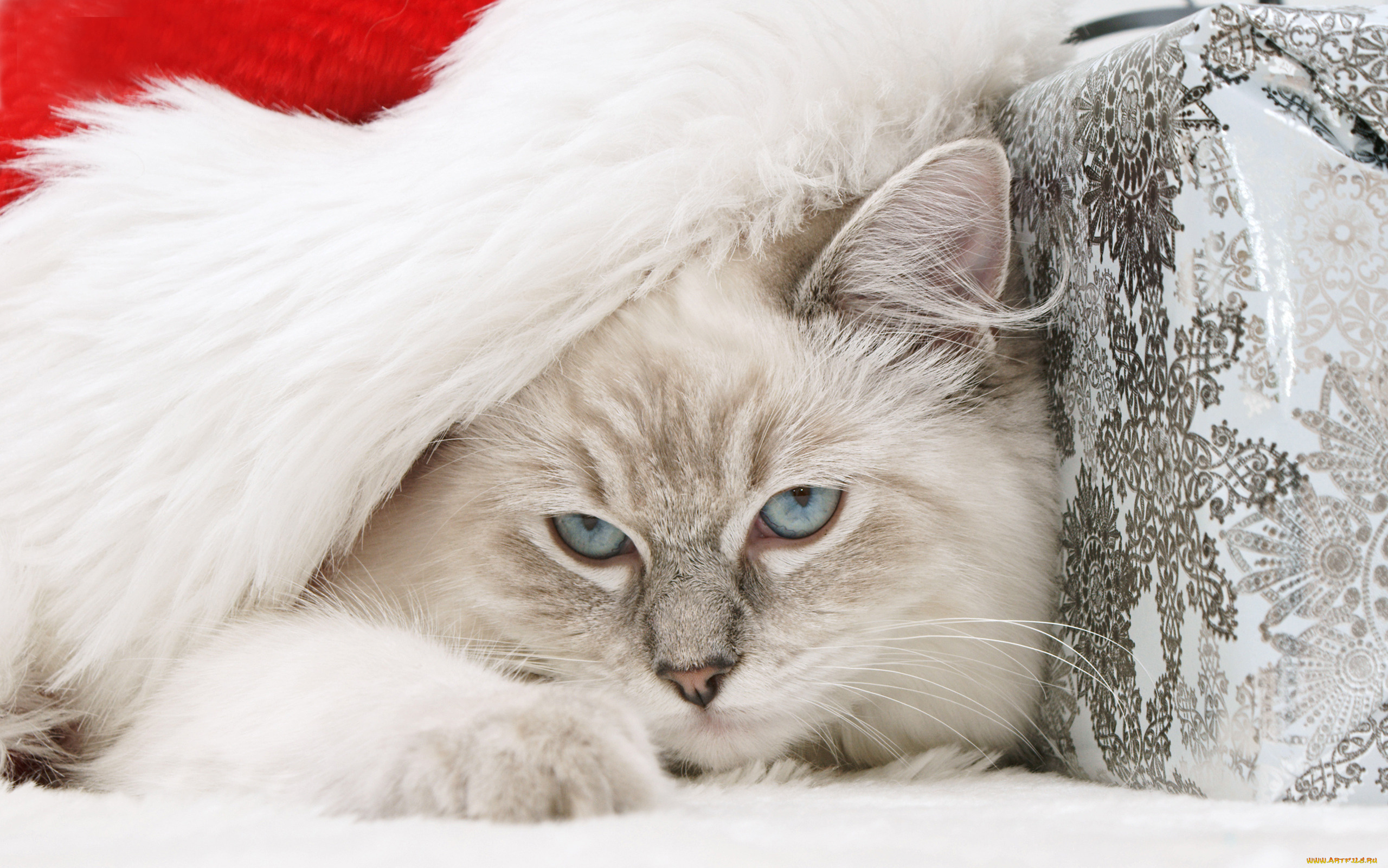 животные, коты