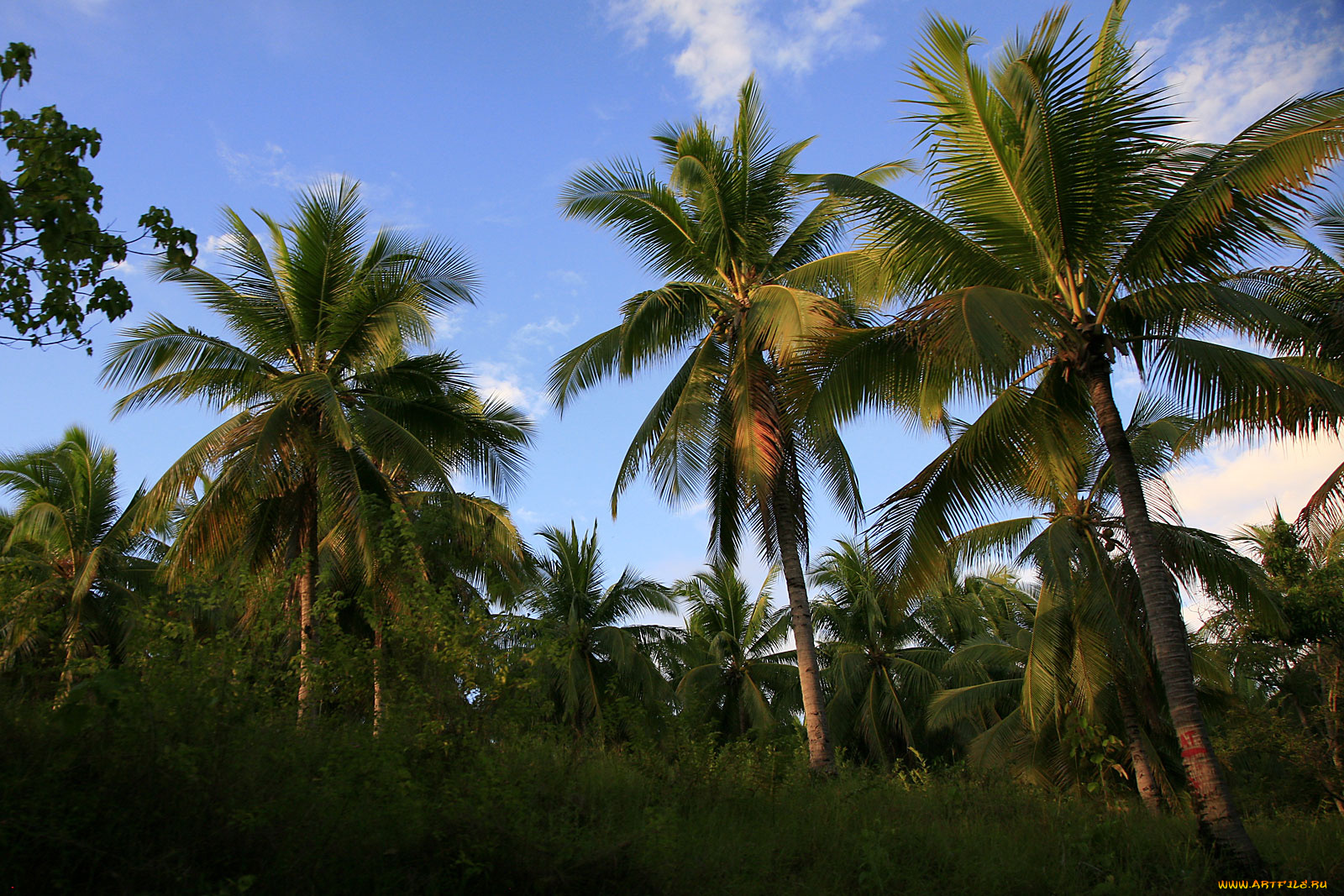 природа, тропики, небо, пальмы