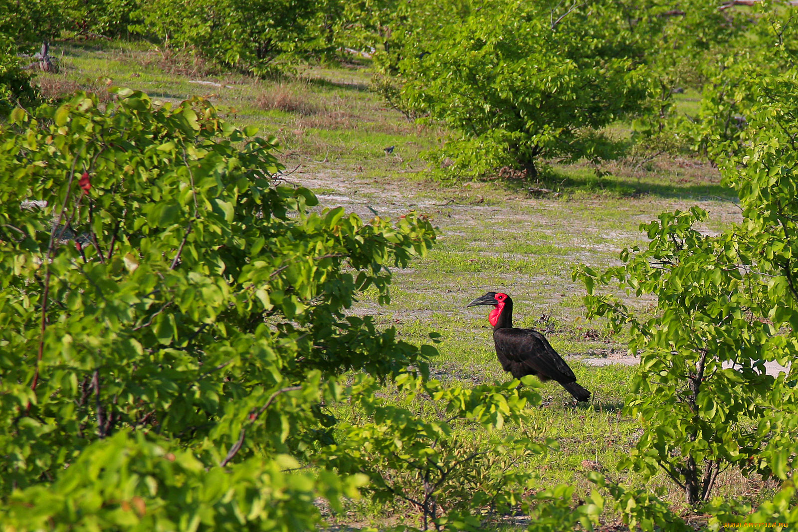 животные, птицы, красное, грудка, яркая, зелень