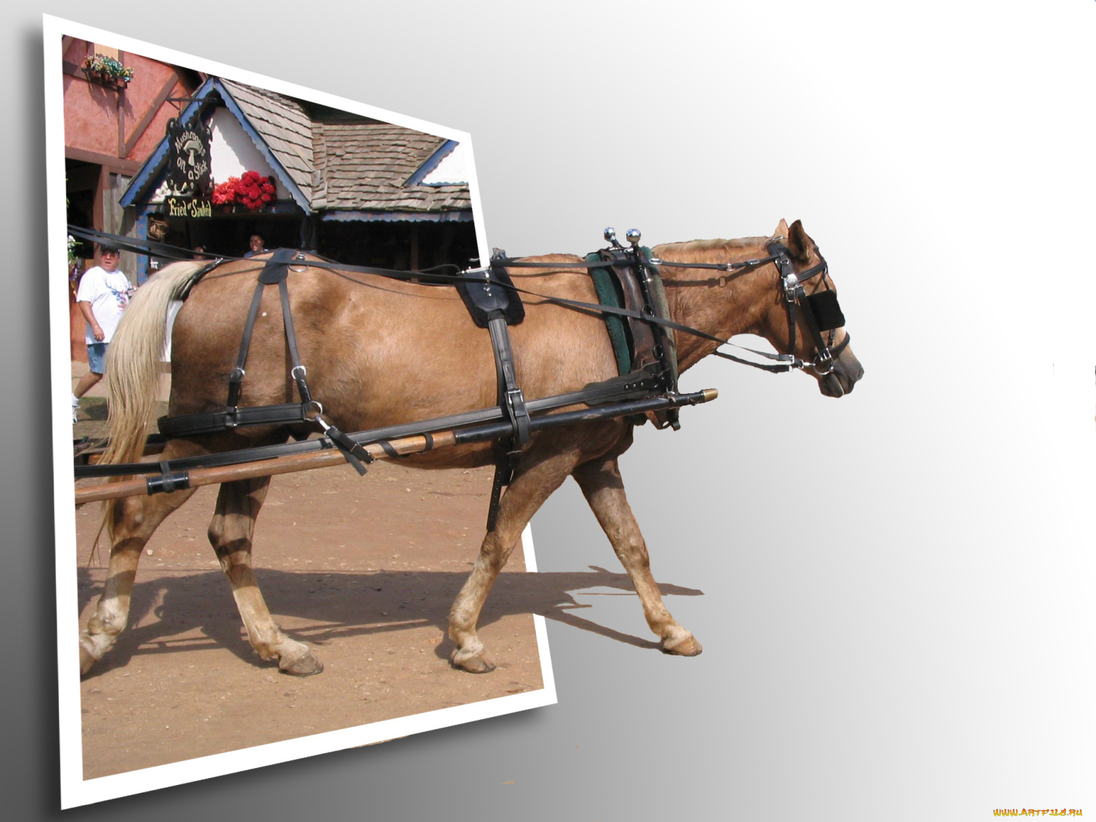 животные, лошади, упряжка, дом