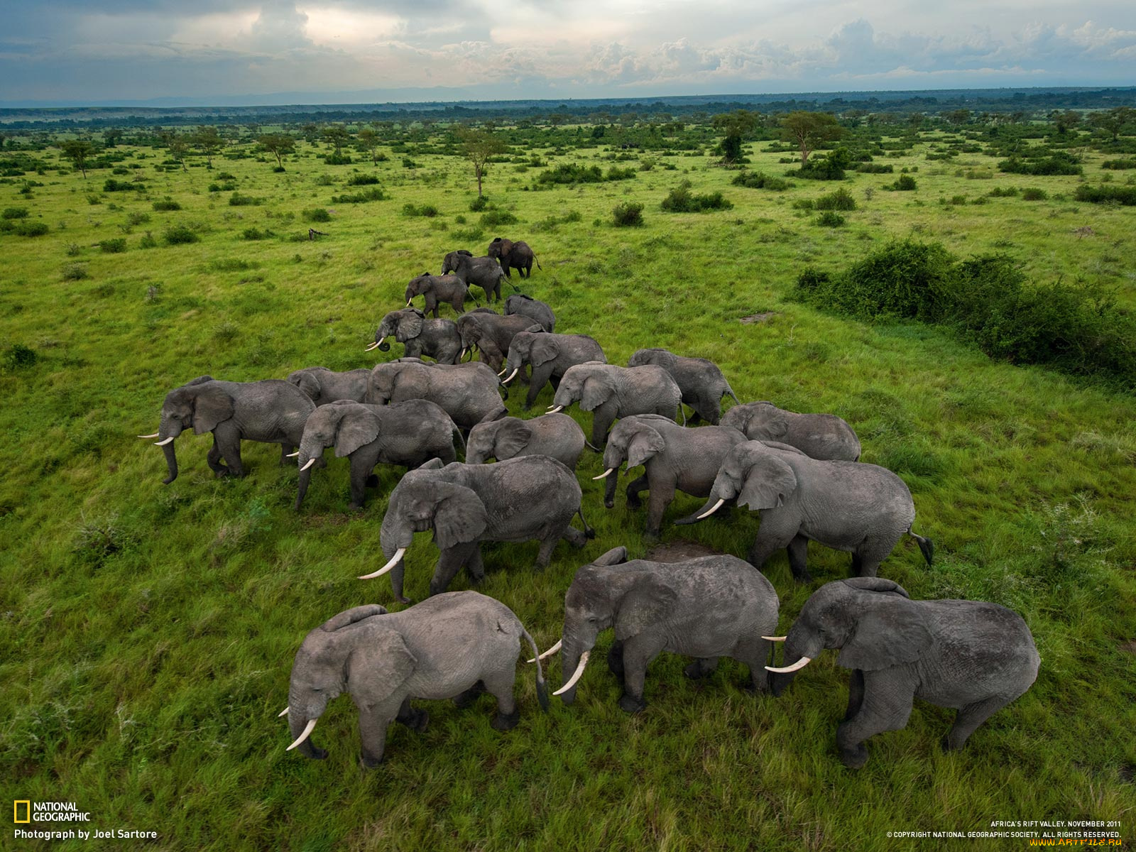 животные, слоны, саванна, стадо